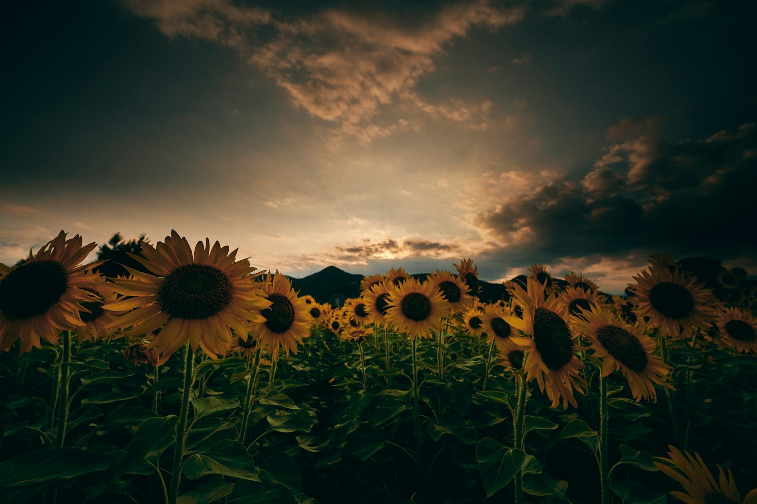 Sunflower field at dusk with dark clouds