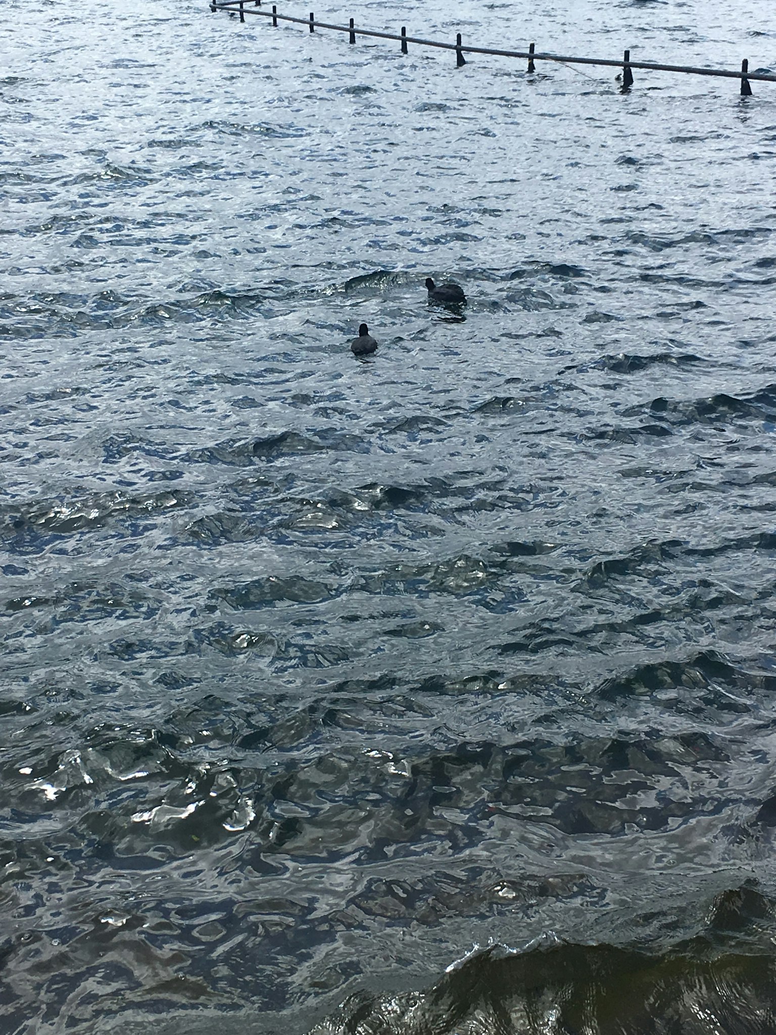 Patos nadando en una superficie de agua tranquila