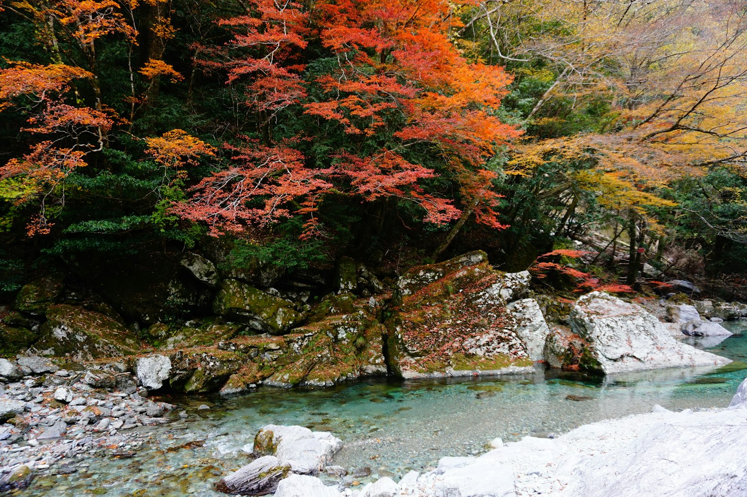 清澈溪流旁的生动秋叶风景