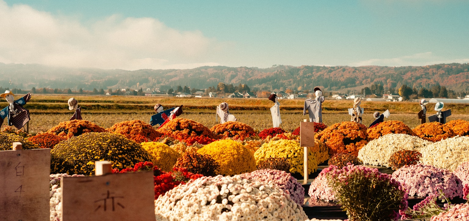 色とりどりの花畑で作業する人々の風景