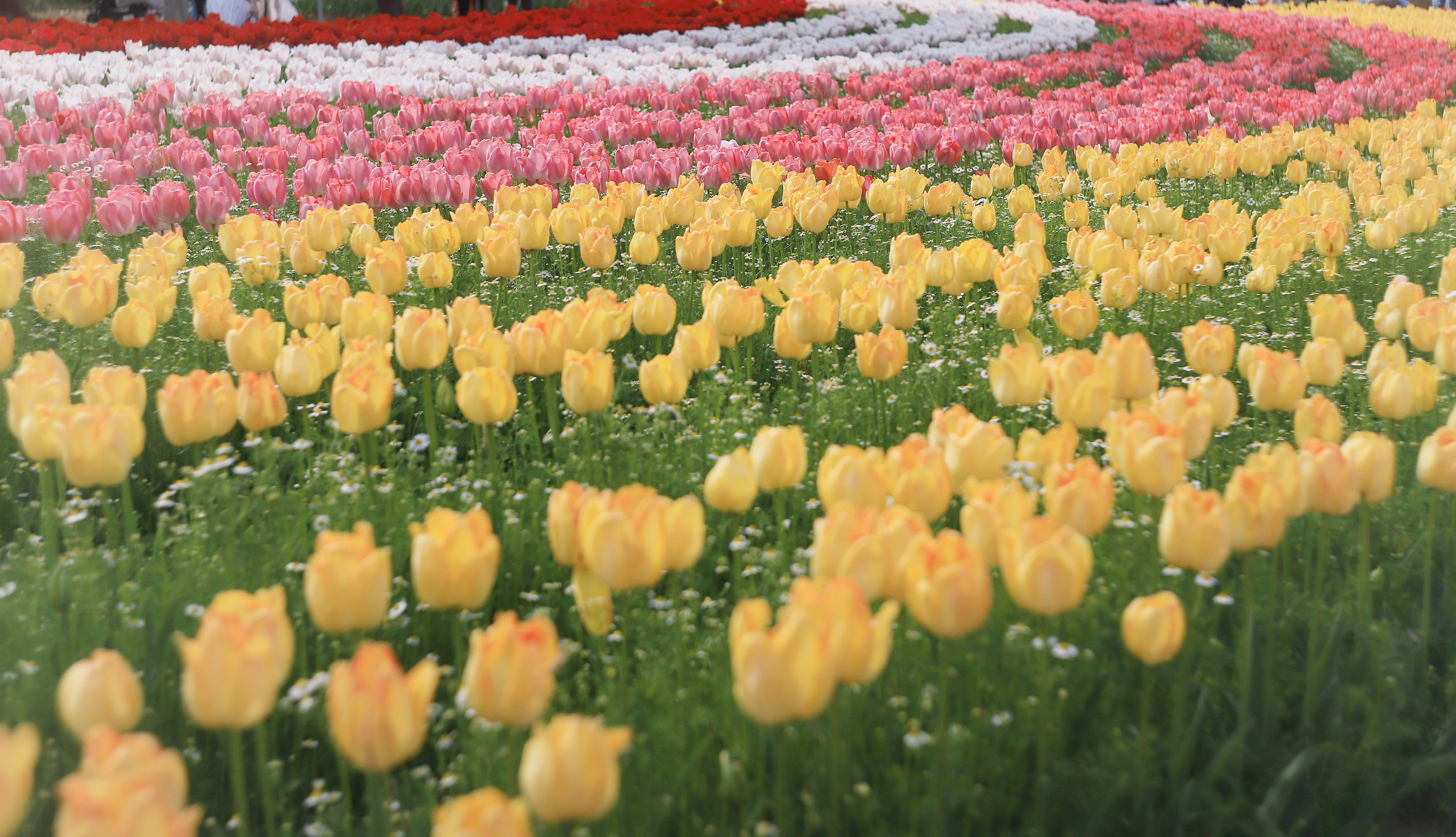 色とりどりのチューリップ畑の花のじゅうたん