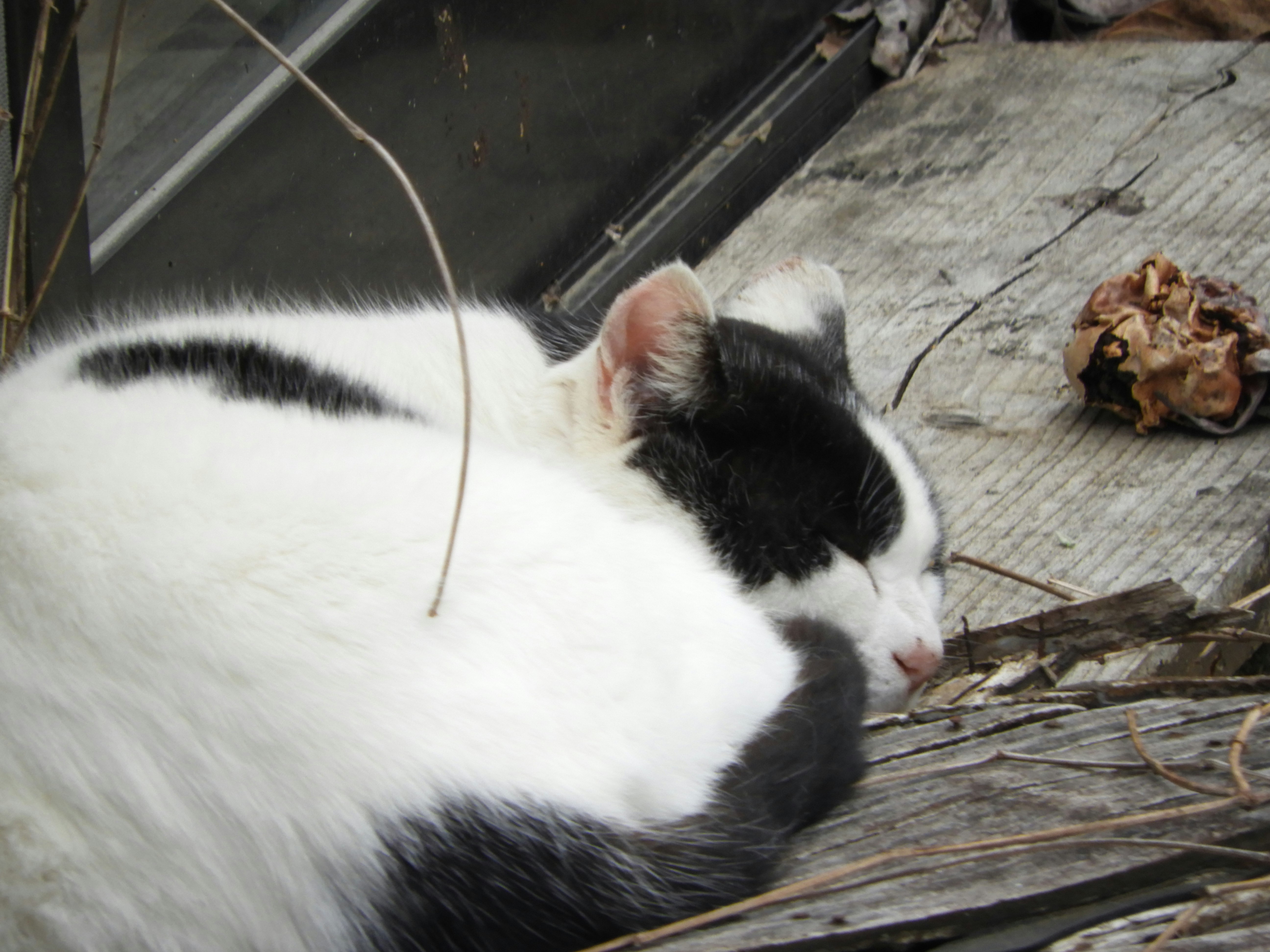 gato blanco y negro durmiendo en un suelo de madera en un callejón