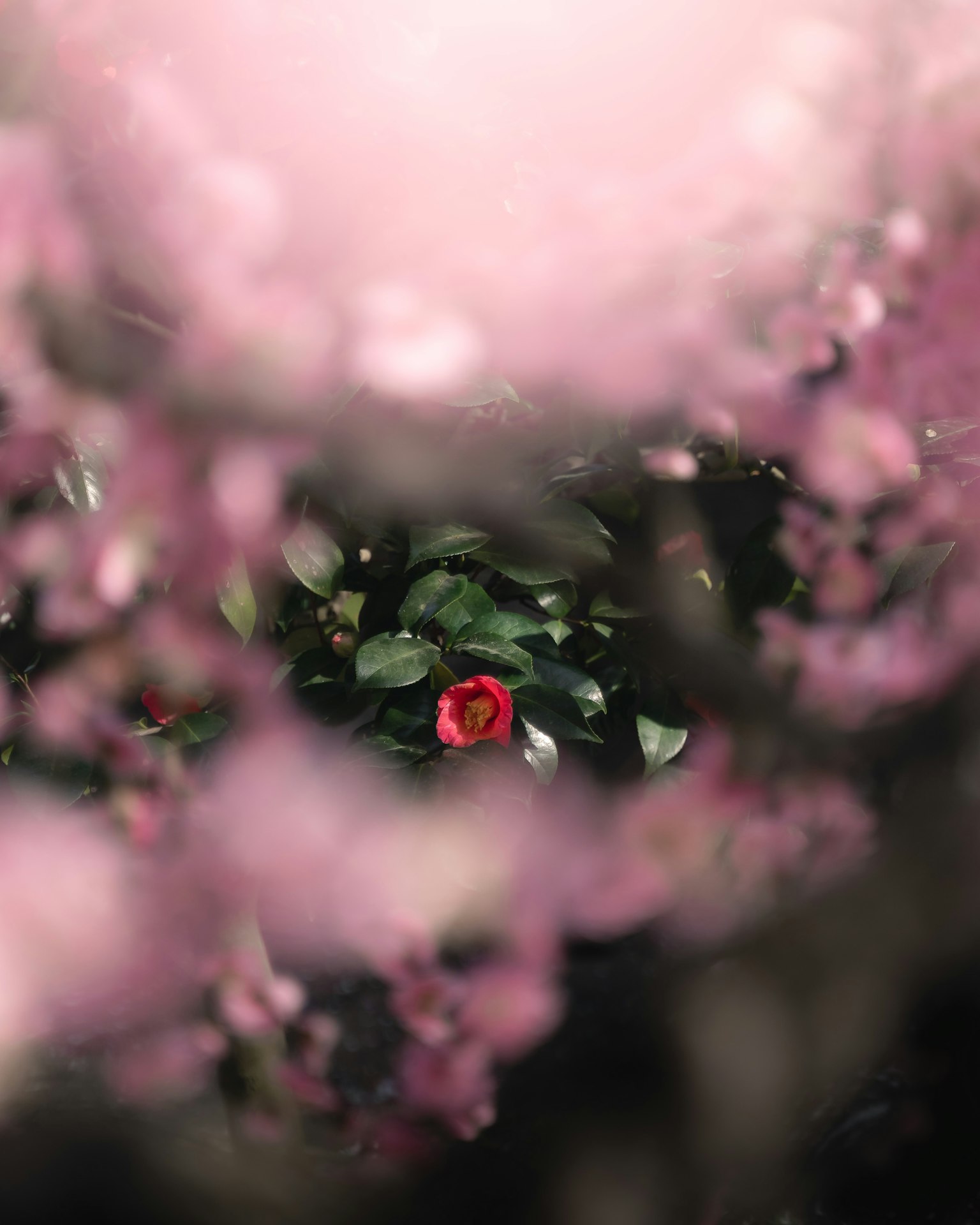 A blurred view of cherry blossoms with a red flower in the center