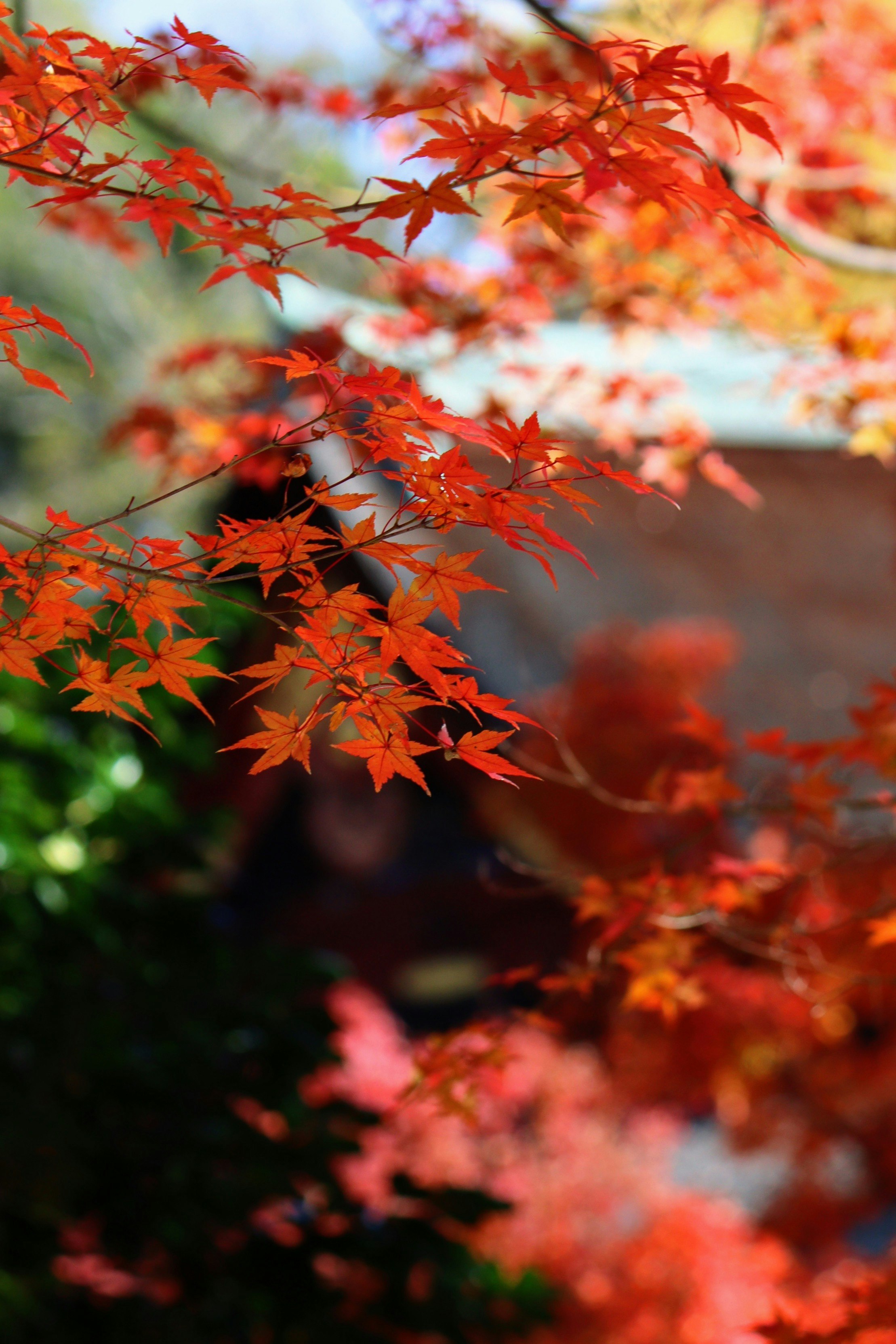 Autumn maple leaves at Kitano Tenmangu Shrine in Kyoto
