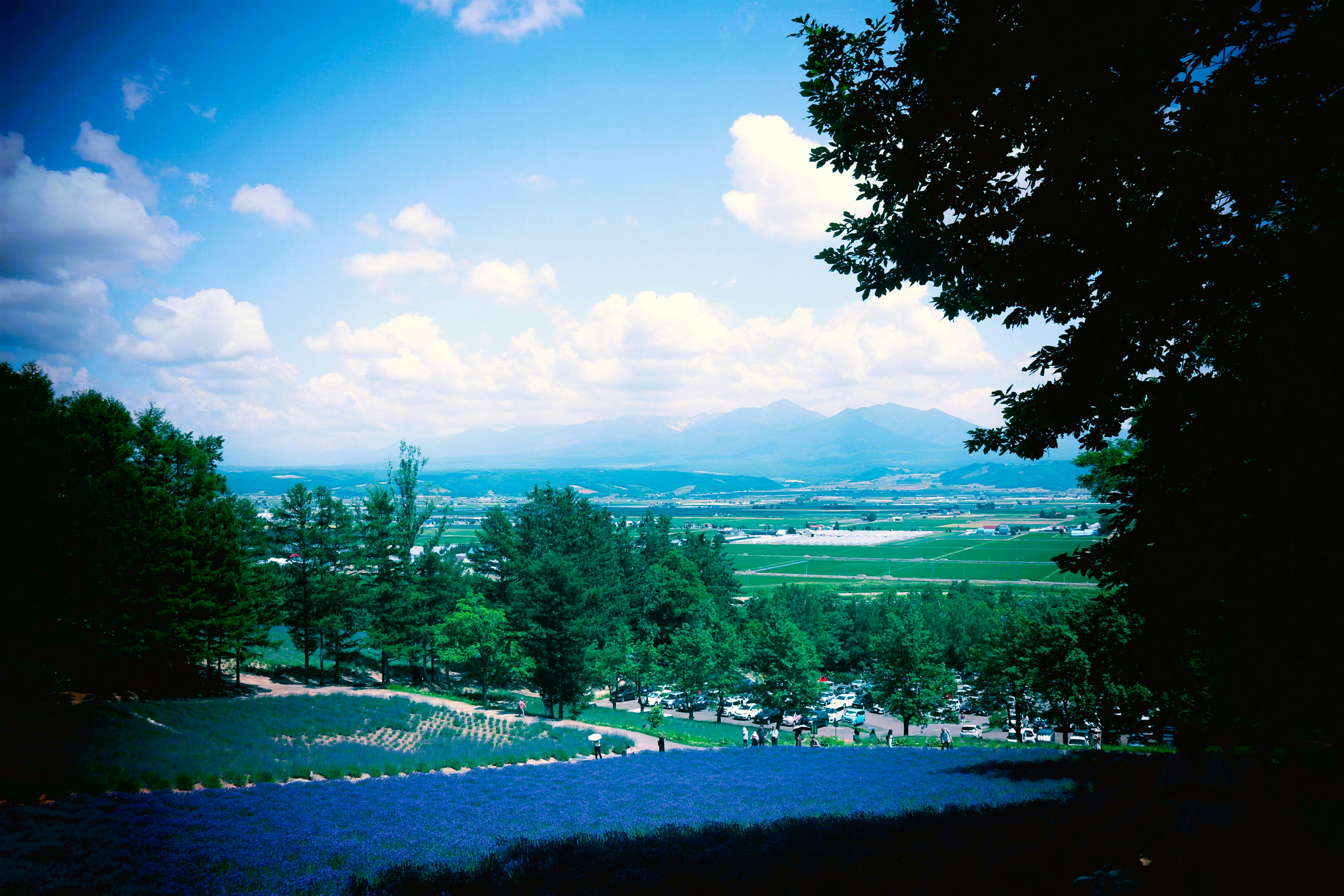 ラベンダー畑と十勝岳連峰を望む夏空の景色