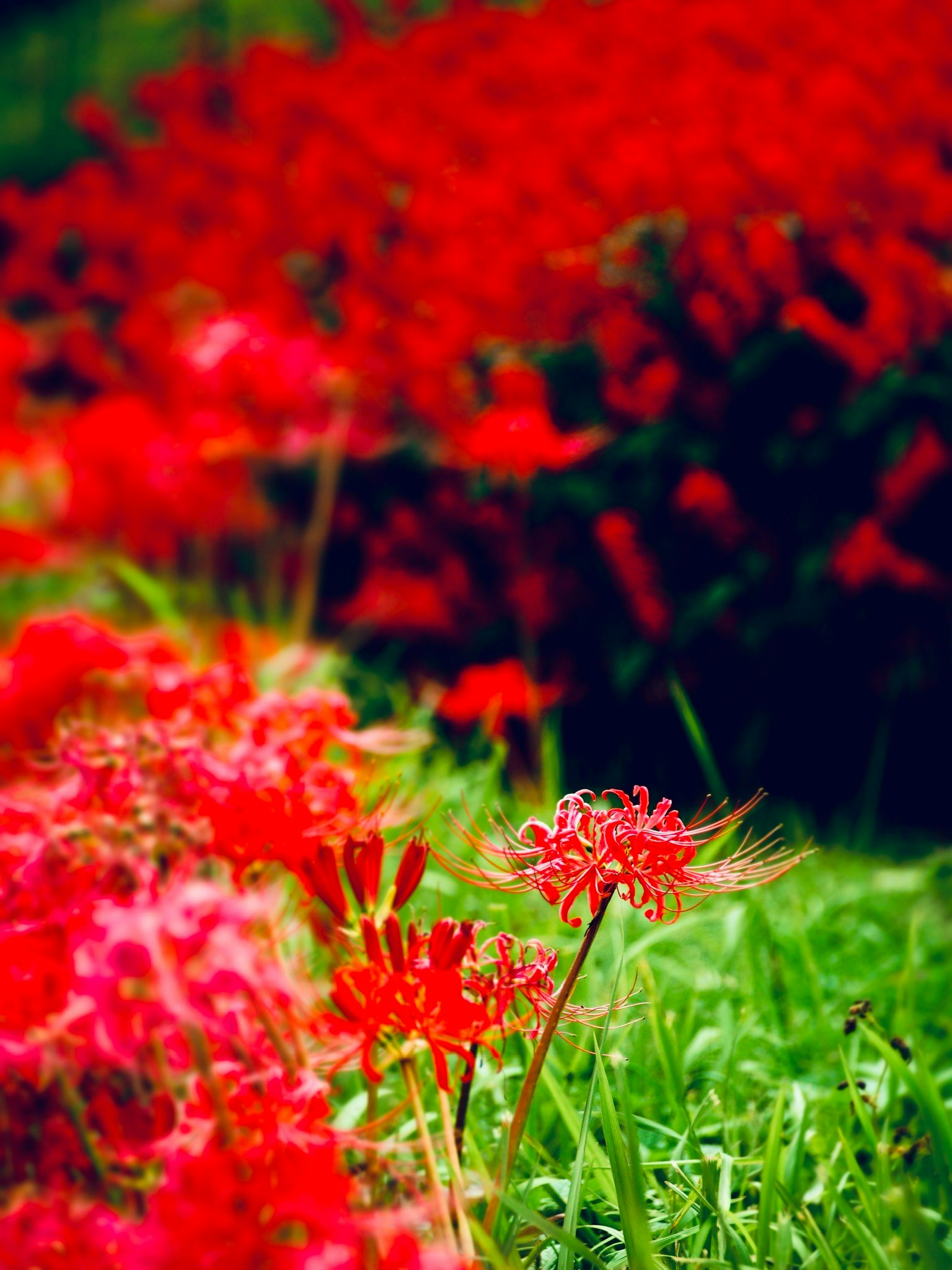 Vibrant red flowers blooming in a green grassy landscape
