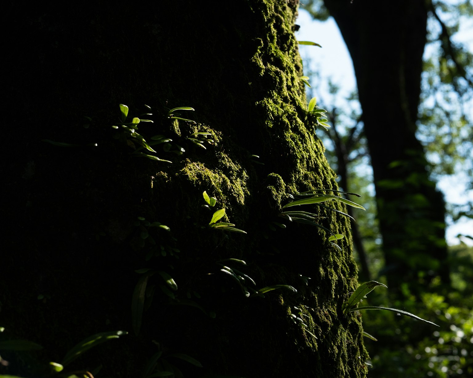 Mousse et petites feuilles sur un tronc d'arbre dans un cadre naturel vert