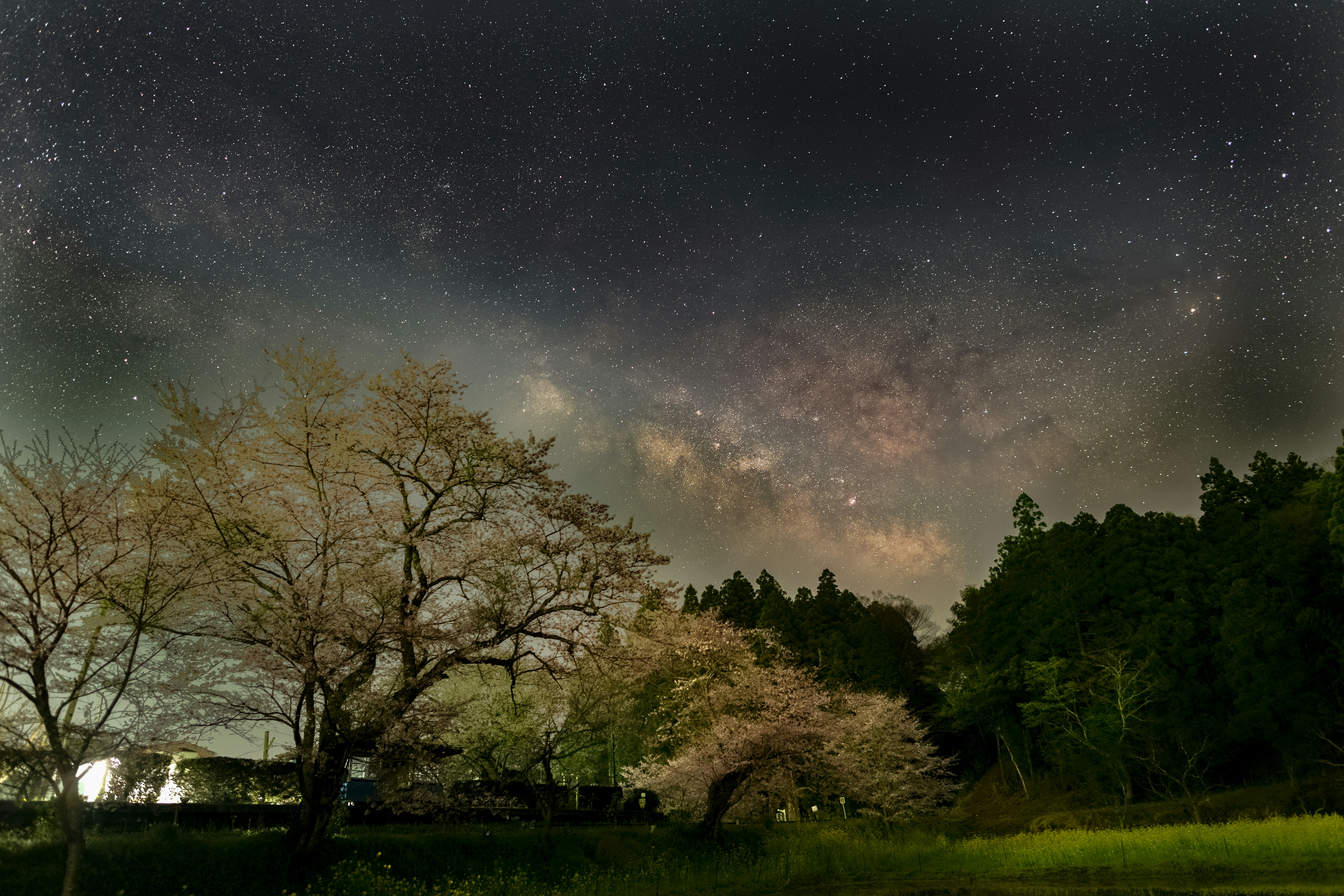 満開の桜並木と夜空の星が広がる自然の風景