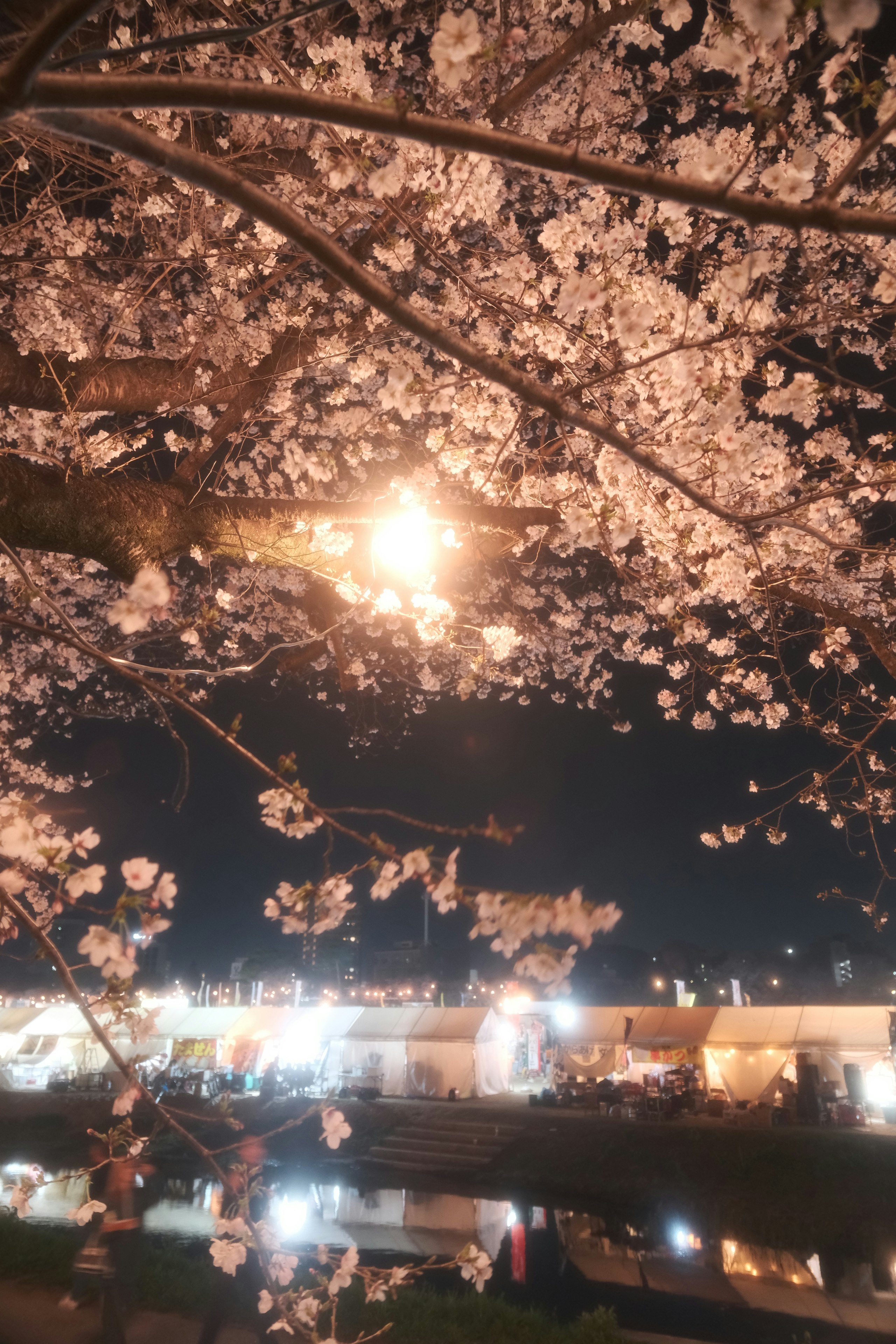 夜空に咲く桜と岡崎城公園の夜桜ライトアップ