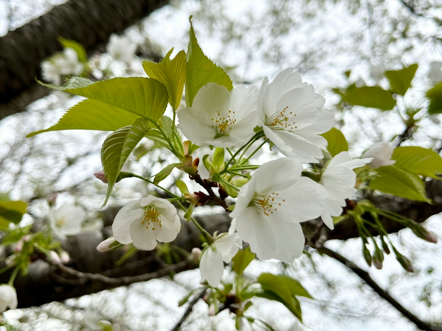 Close-up of white cherry blossoms on a branch