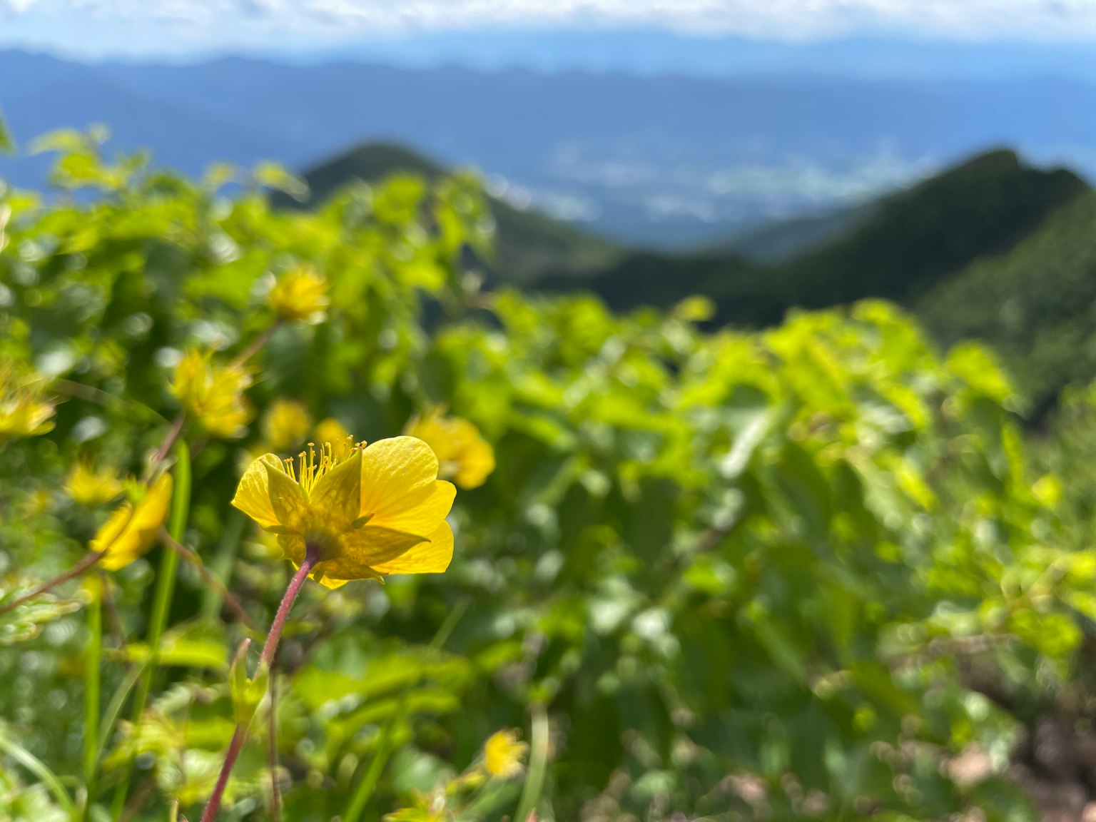 Une fleur jaune vibrante dans un paysage montagneux