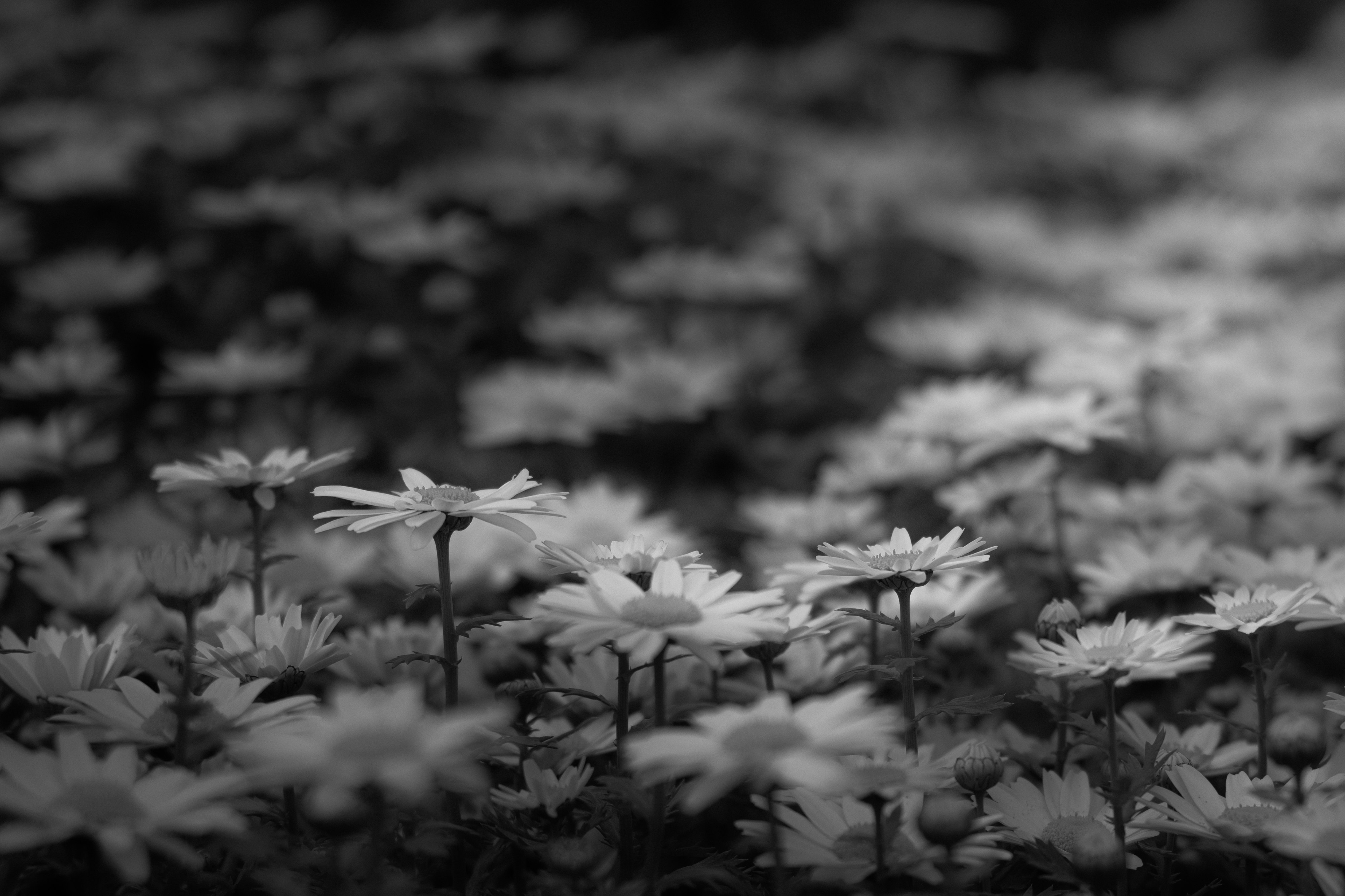 campo di fiori in piena fioritura in bianco e nero