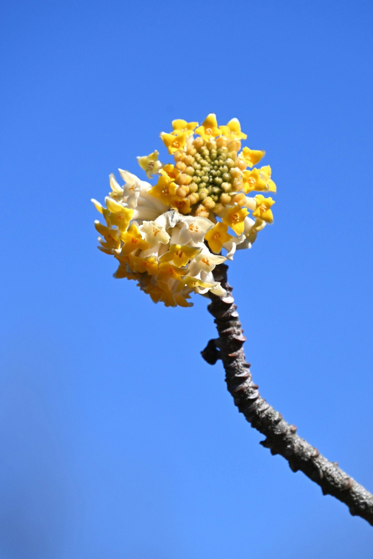 Primer plano de flores amarillas floreciendo contra un cielo azul