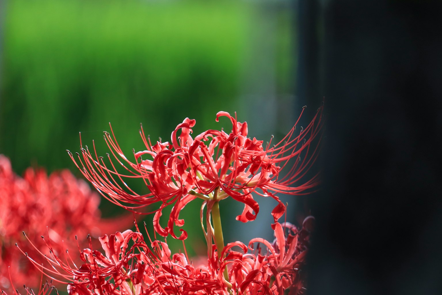 Vibrant red spider lily blooming with green rice plants in the background