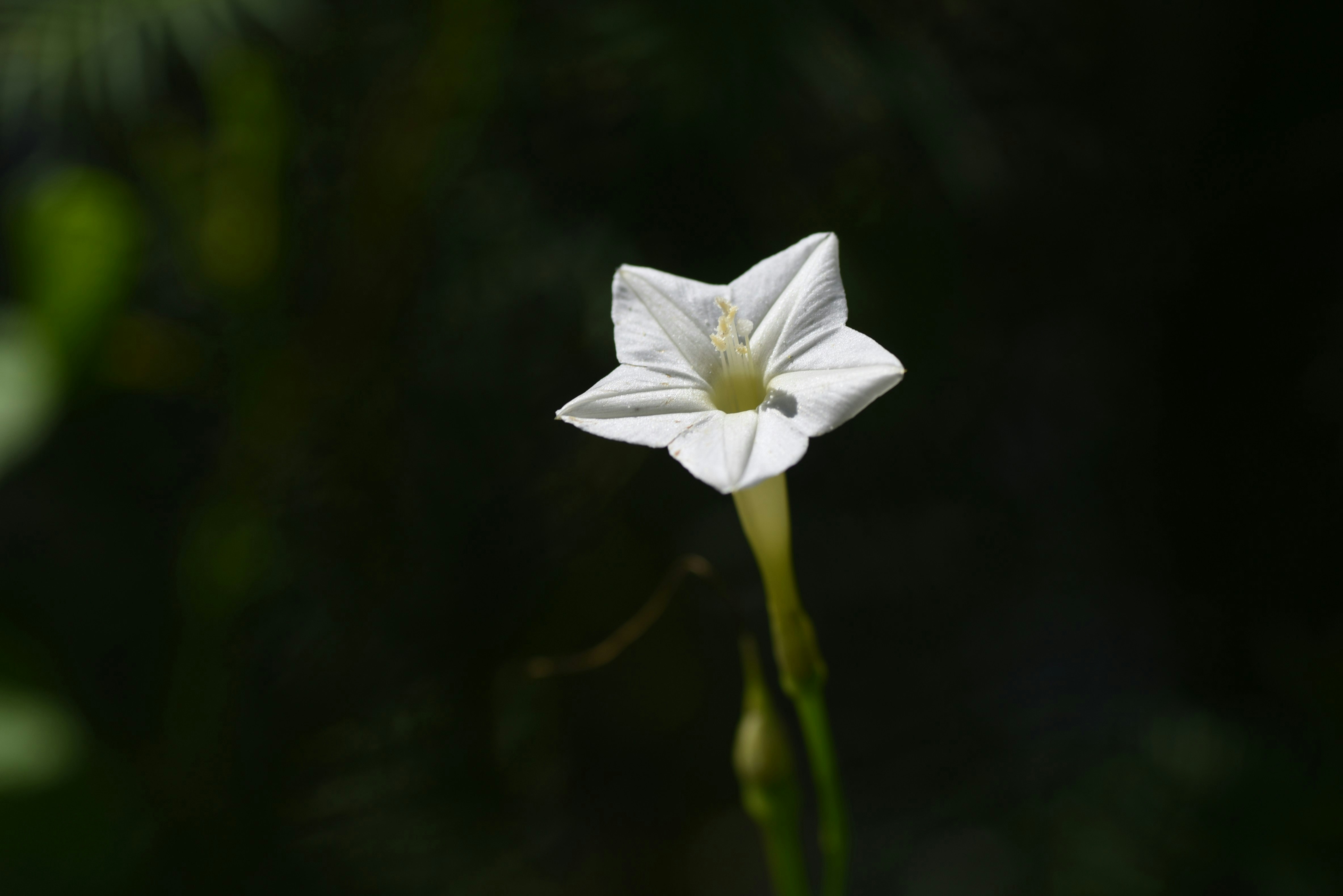 背景ボケの中の白い花