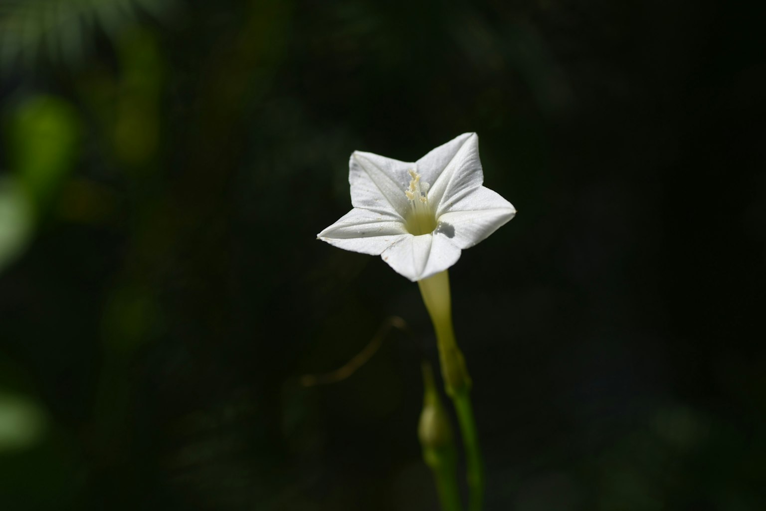 Un fiore bianco a forma di stella spicca su uno sfondo verde