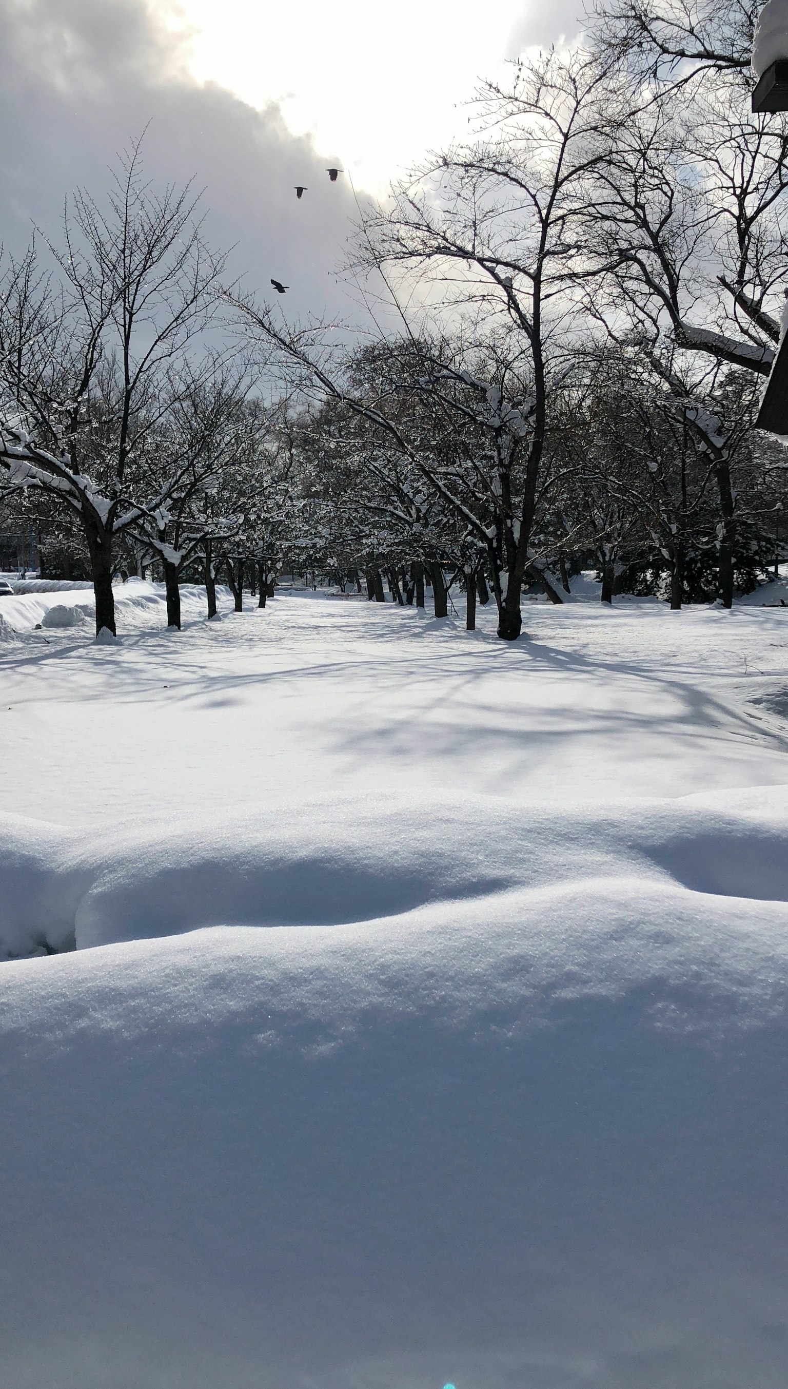 冬天樹木環繞的雪覆蓋小路