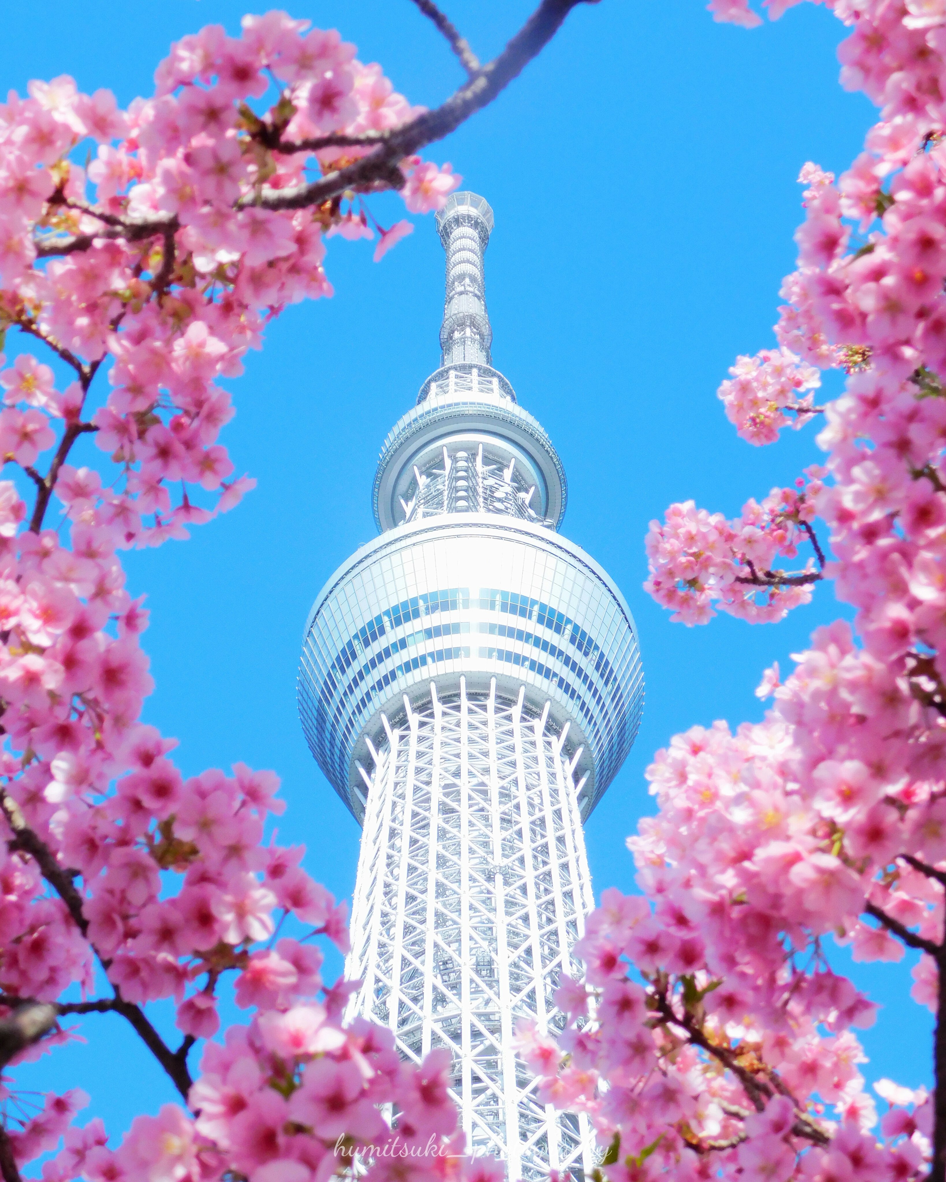 桜の花とスカイツリーの眺め