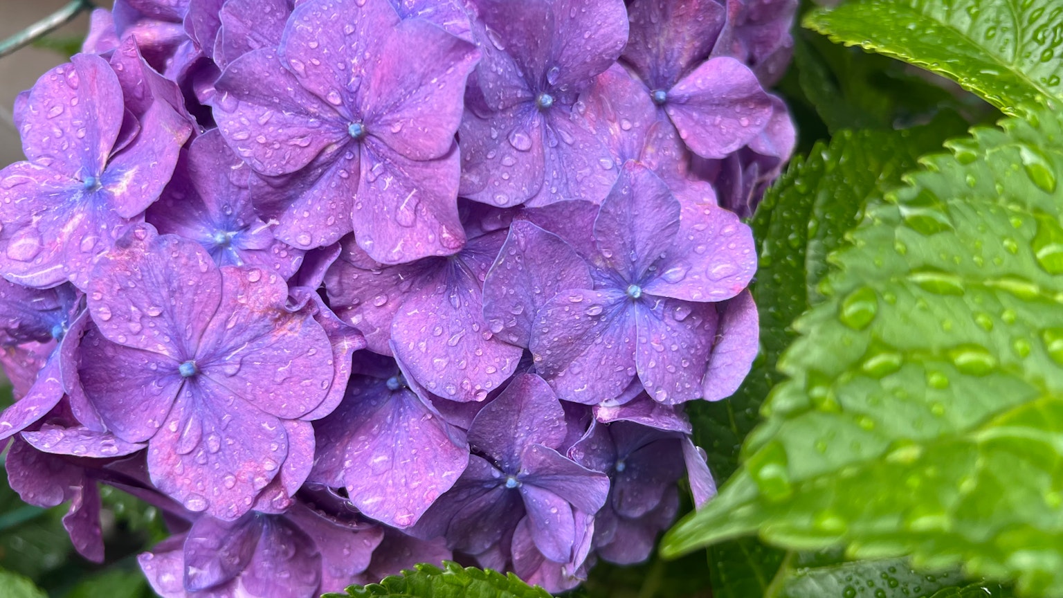 Un gruppo di fiori di ortensia viola con gocce d'acqua su foglie verdi