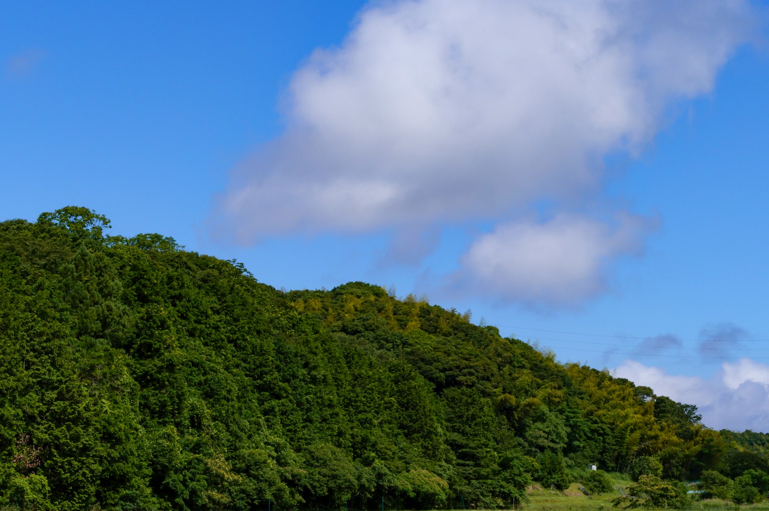 Landscape of lush green forest under blue sky with fluffy white clouds