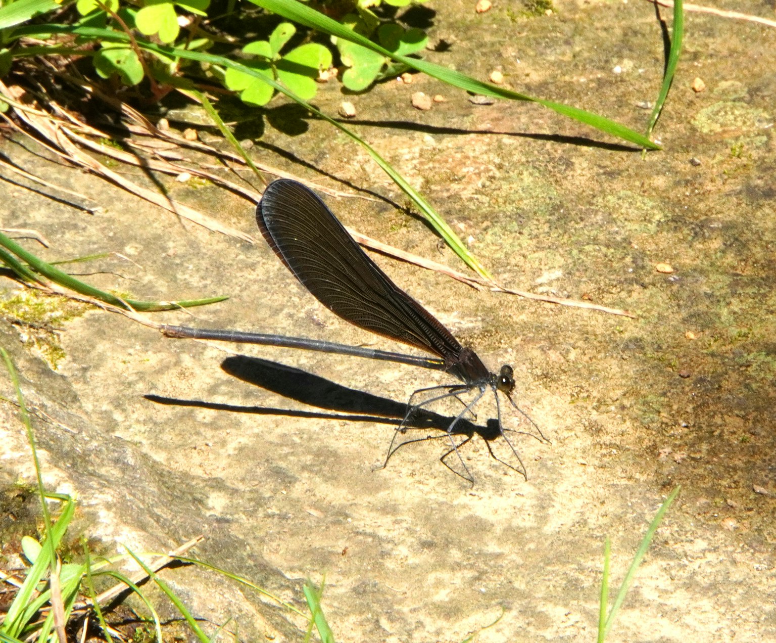 Schwarze Libelle auf einem Stein mit Schatten im Sonnenlicht