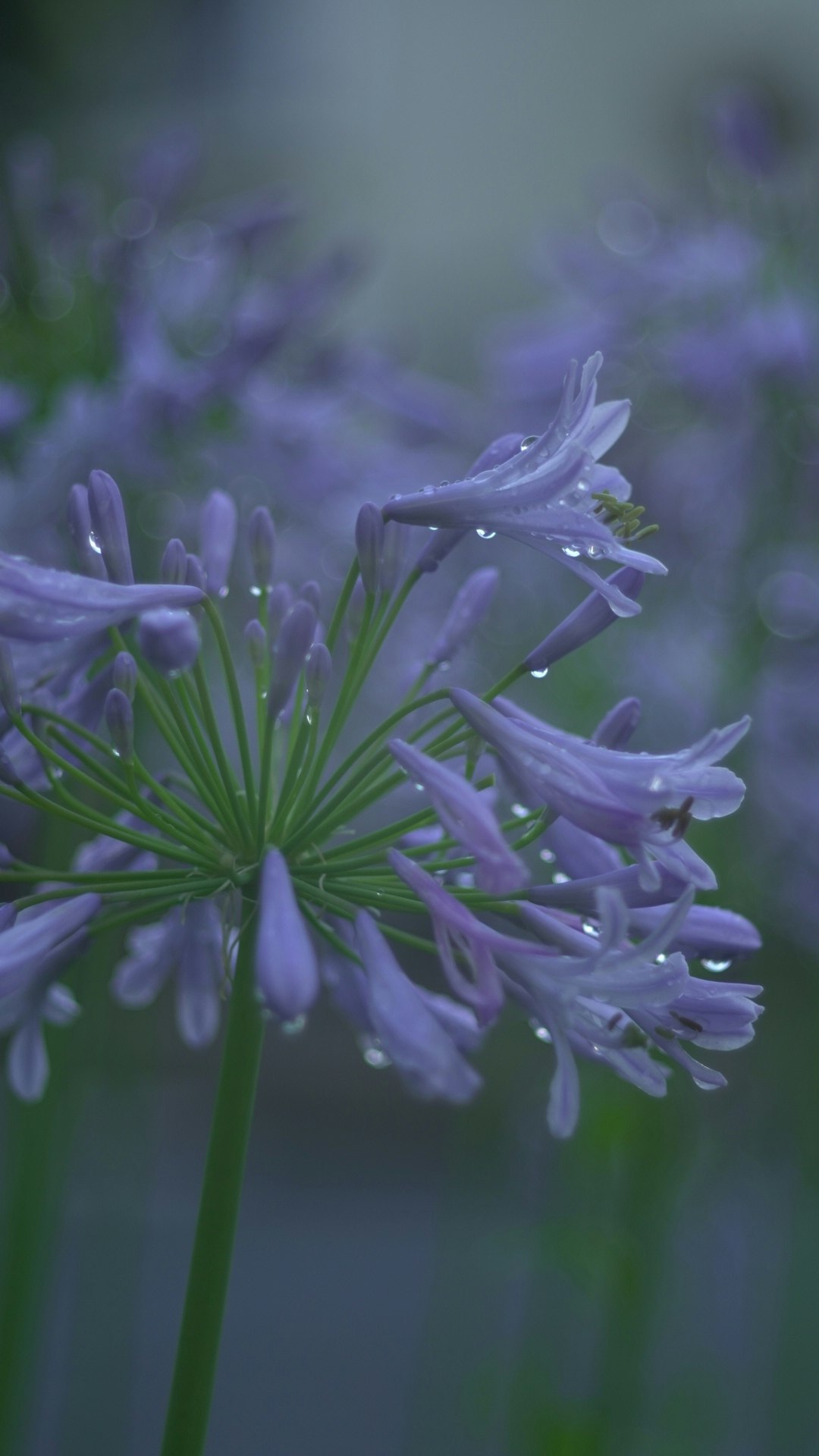 雨の中のアガパンサスの花のクローズアップ