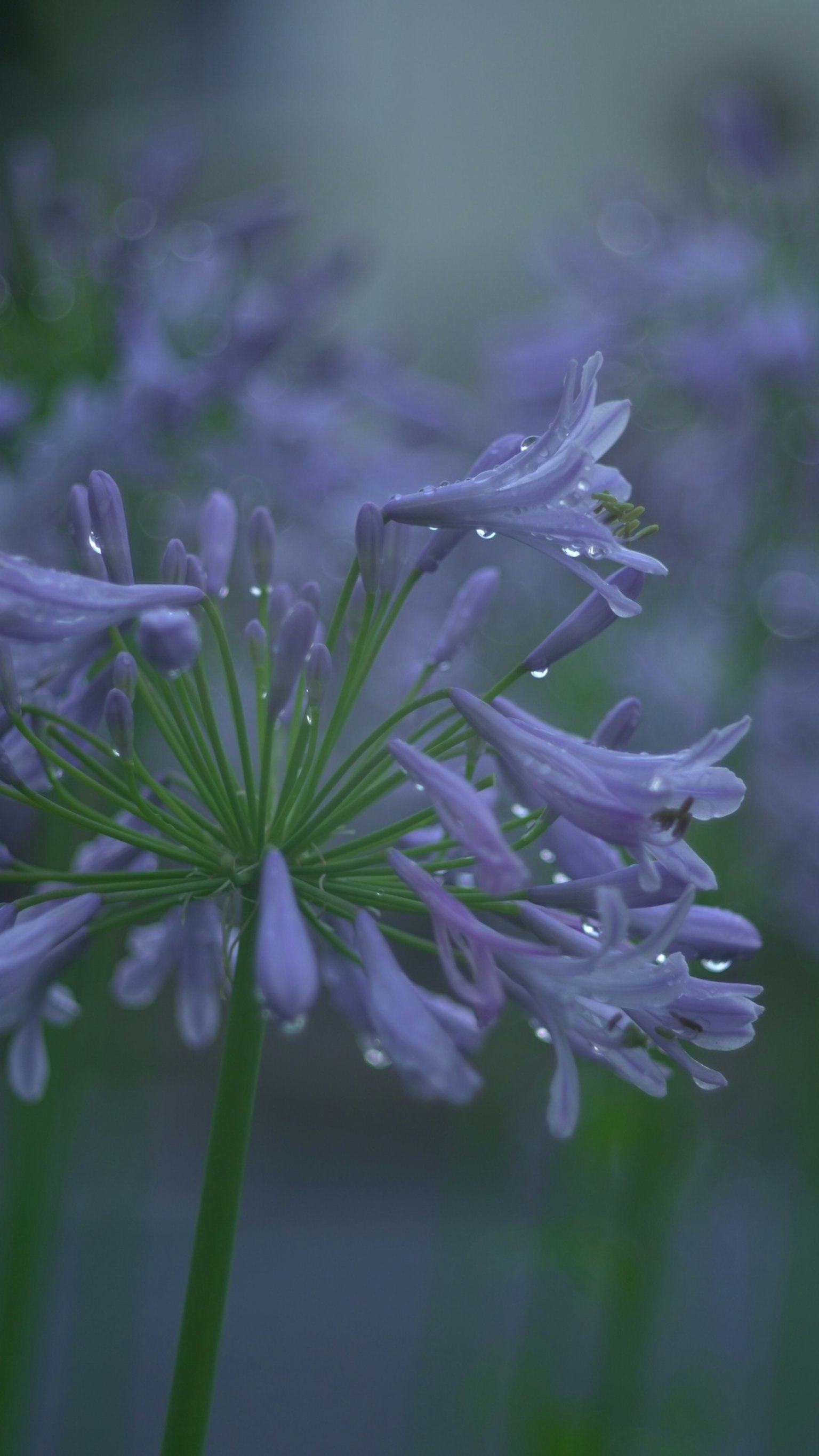 Primer plano de hermosas flores moradas con gotas de agua