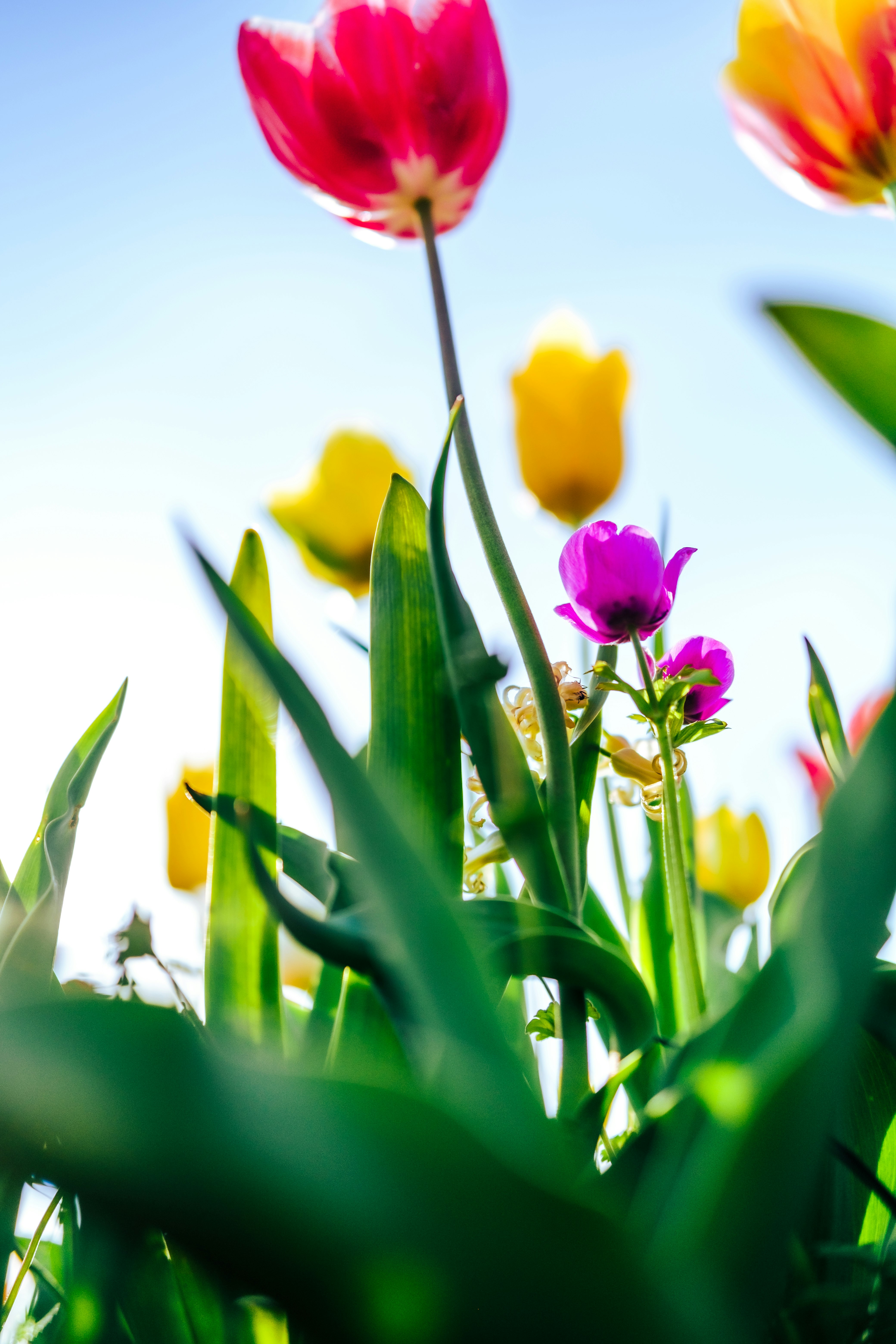 青空の下で咲くチューリップの花