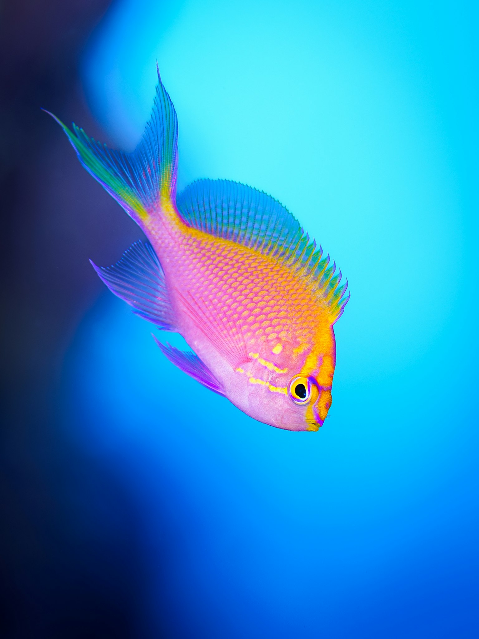 Pesce tropicale colorato che nuota su uno sfondo blu