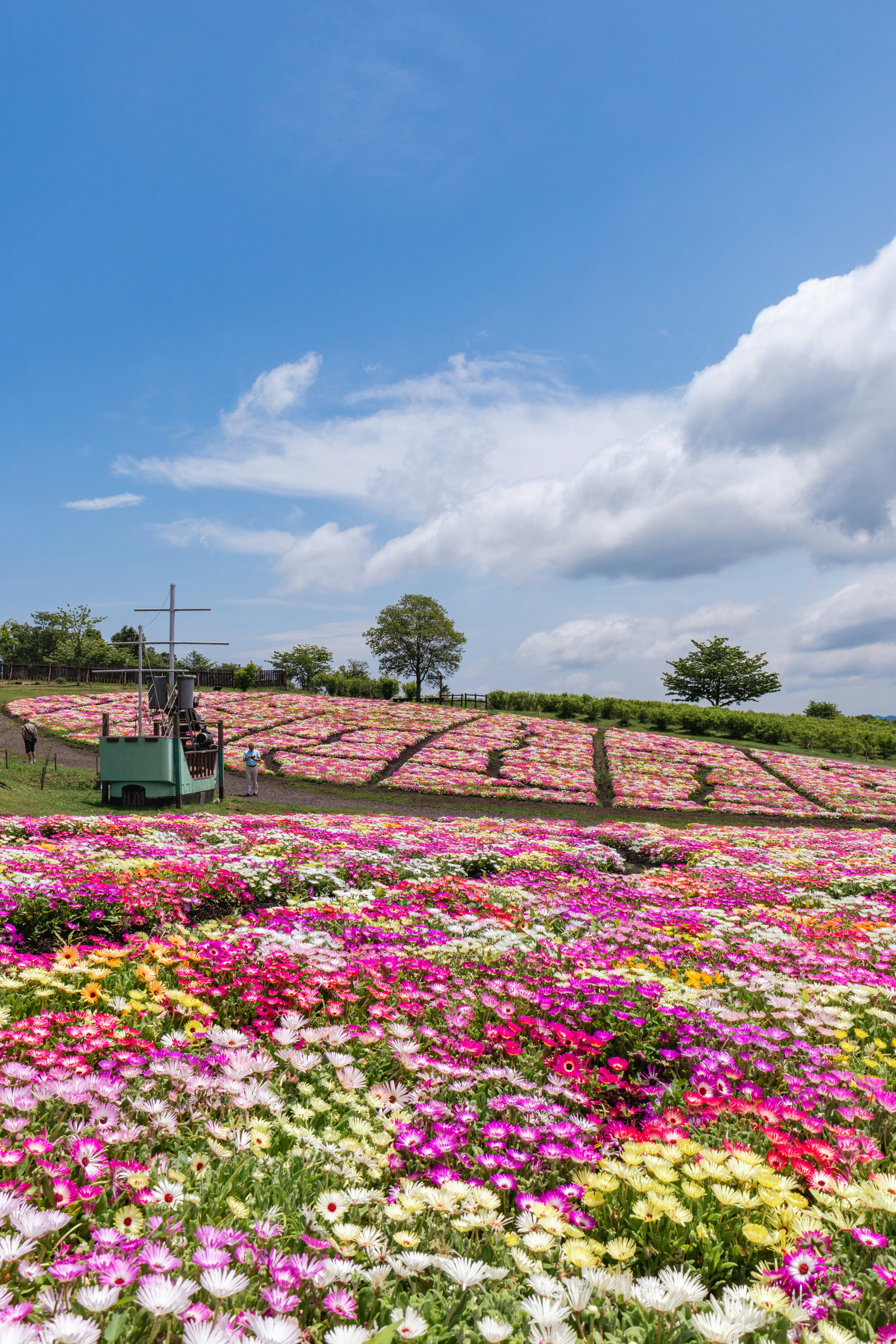 くじゅう花公園の色とりどりの花畑と青空