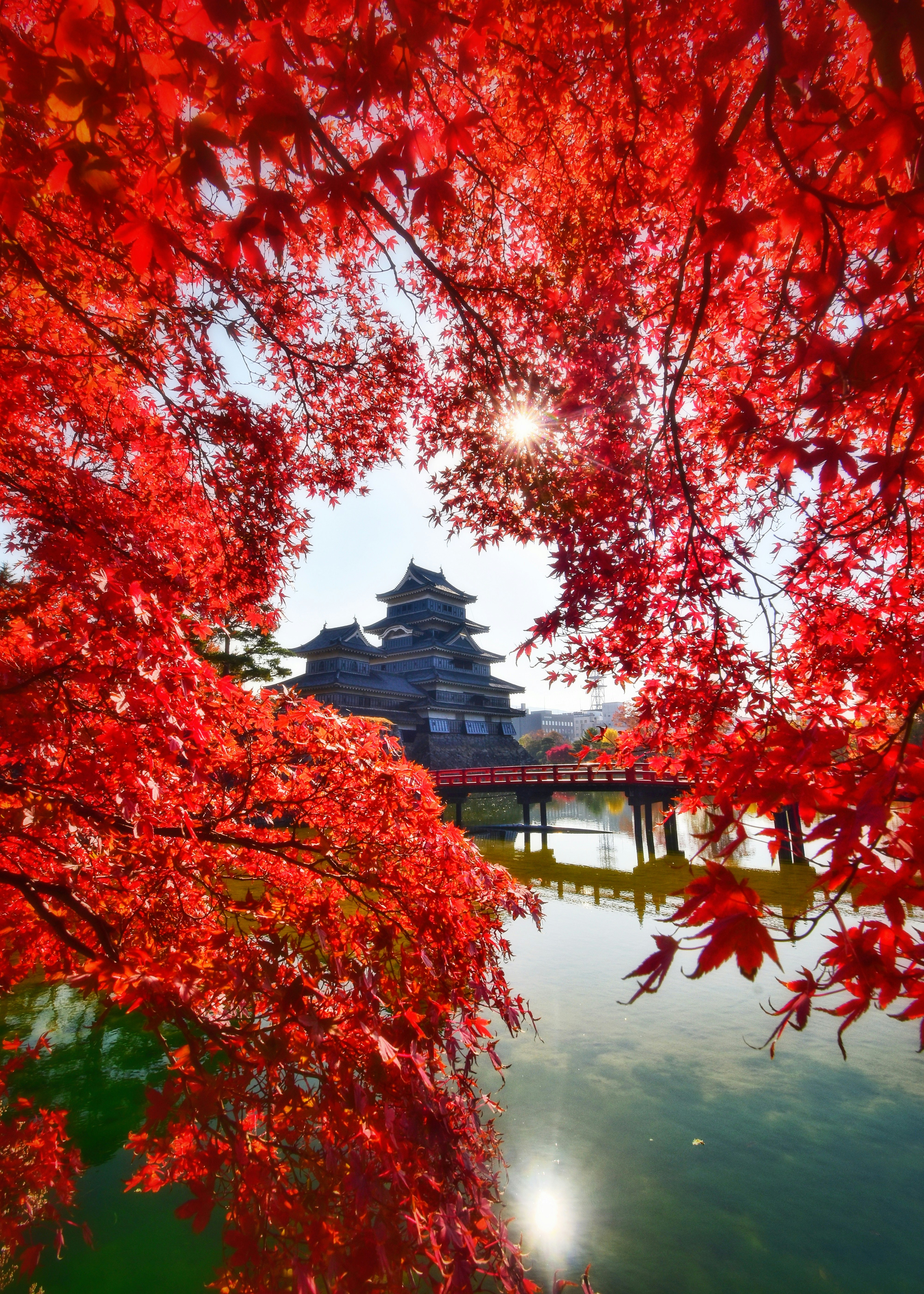 紅楓映襯下的國寶松本城天守