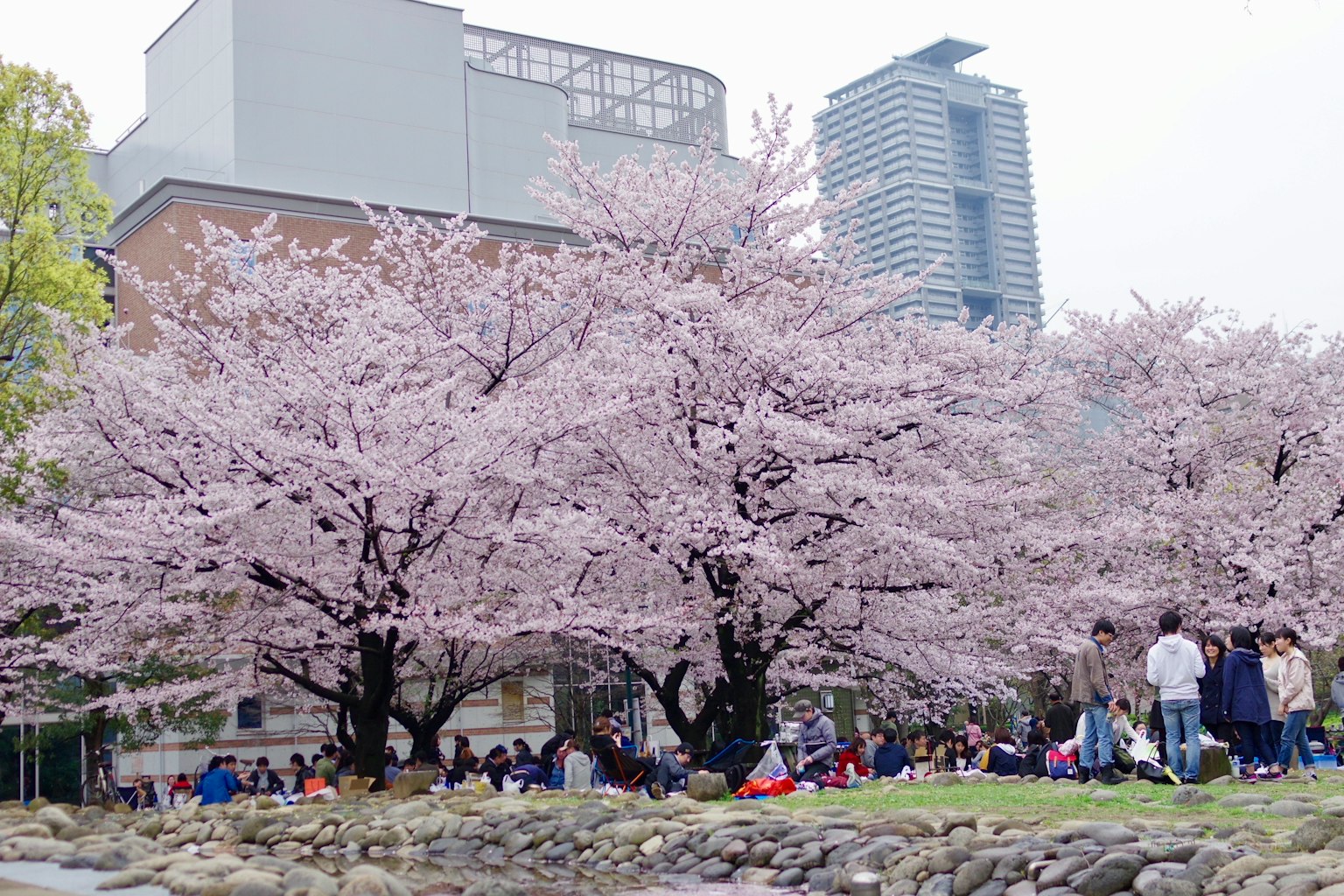 Pohon sakura berbunga di taman dengan orang-orang berkumpul