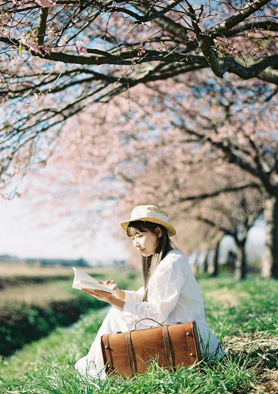 花咲く並木の芝生で本を読む女性