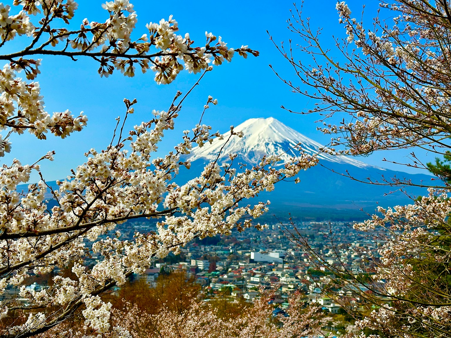 ทิวทัศน์สวยงามพร้อมภูเขาฟูจิและซากุระบาน