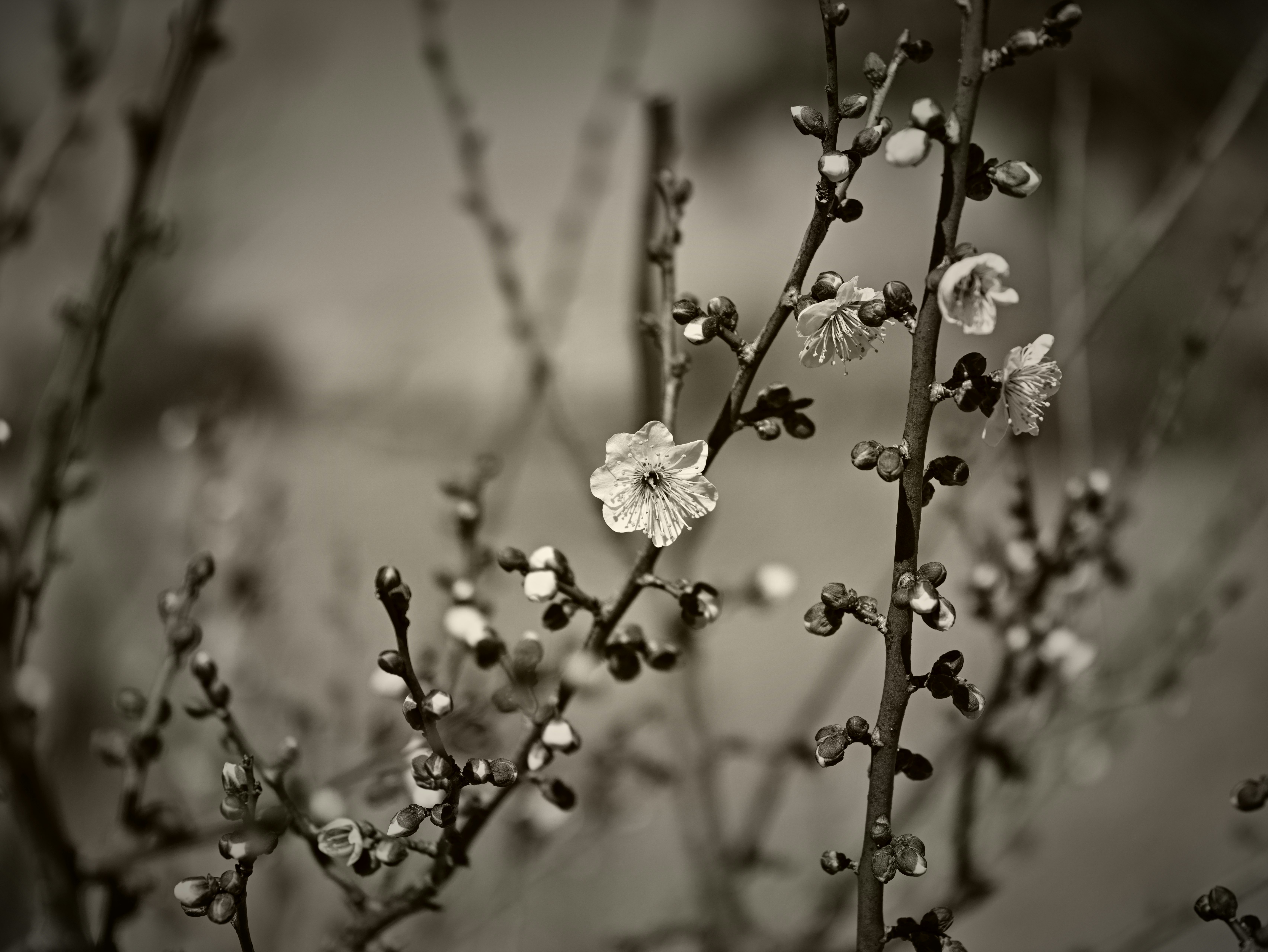 Gros plan de fleurs blanches sur de fines branches