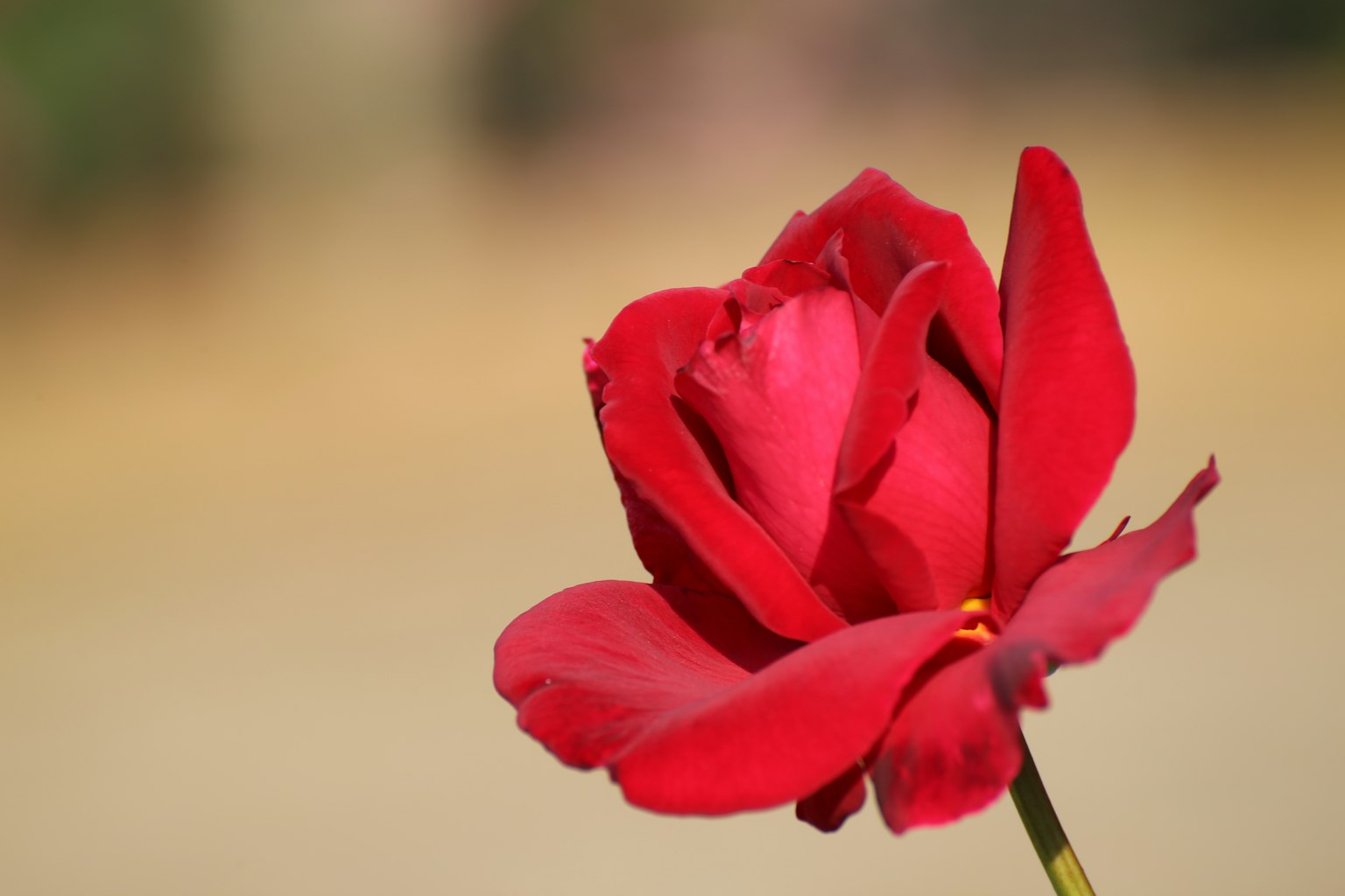 Une rose rouge vibrante se détache sur un fond flou