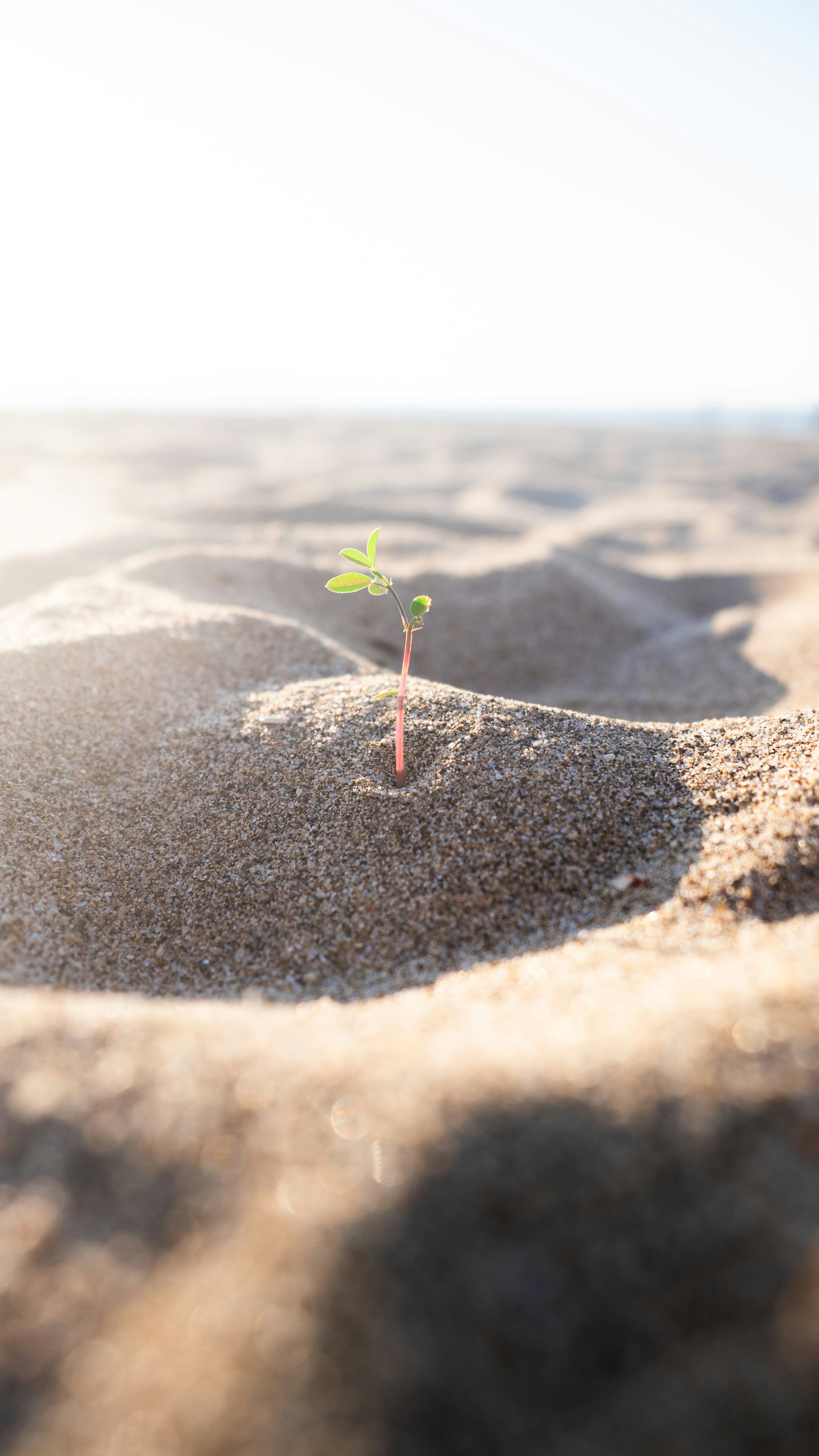 small sprout growing on sand