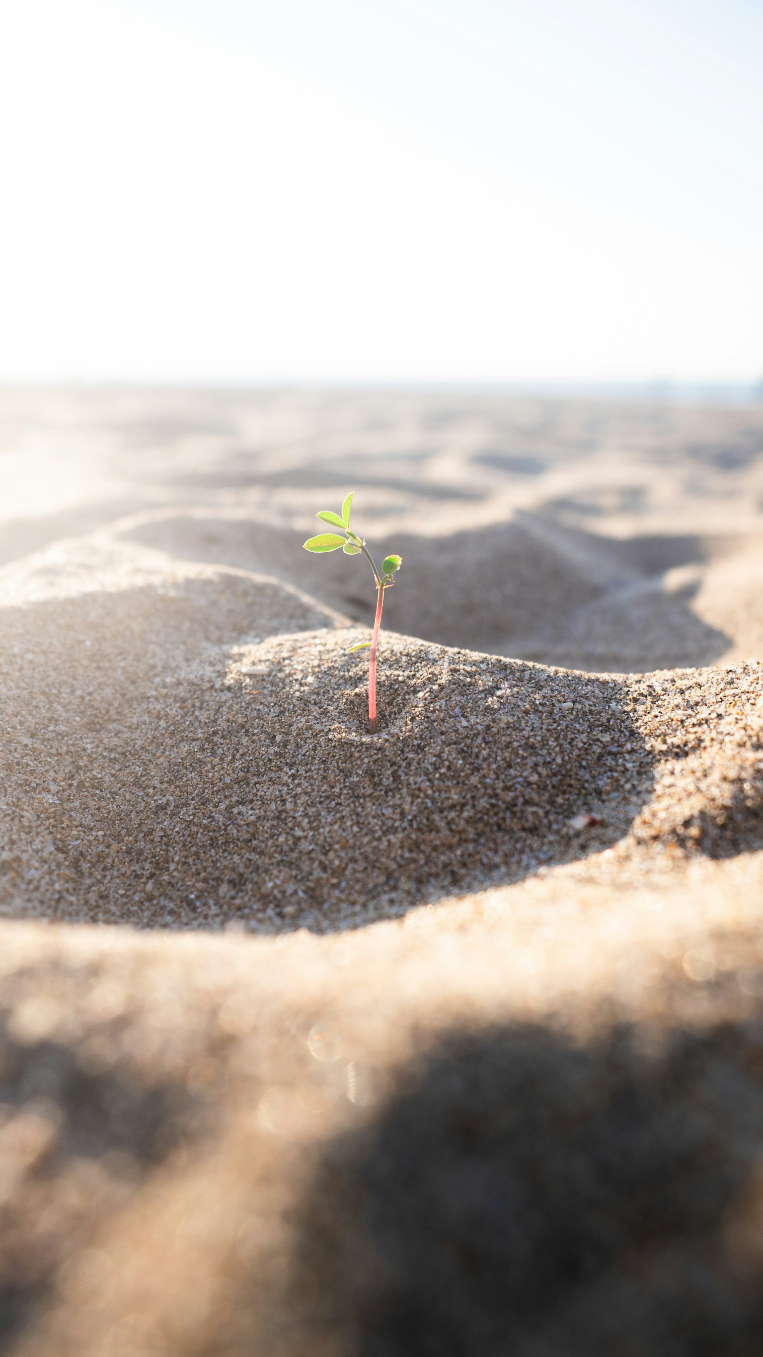 Gros plan sur une petite plante qui pousse dans le sable