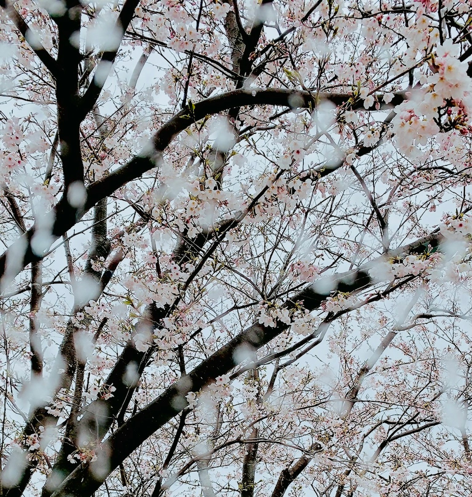 Branches d'un cerisier en fleurs avec des fleurs roses délicates