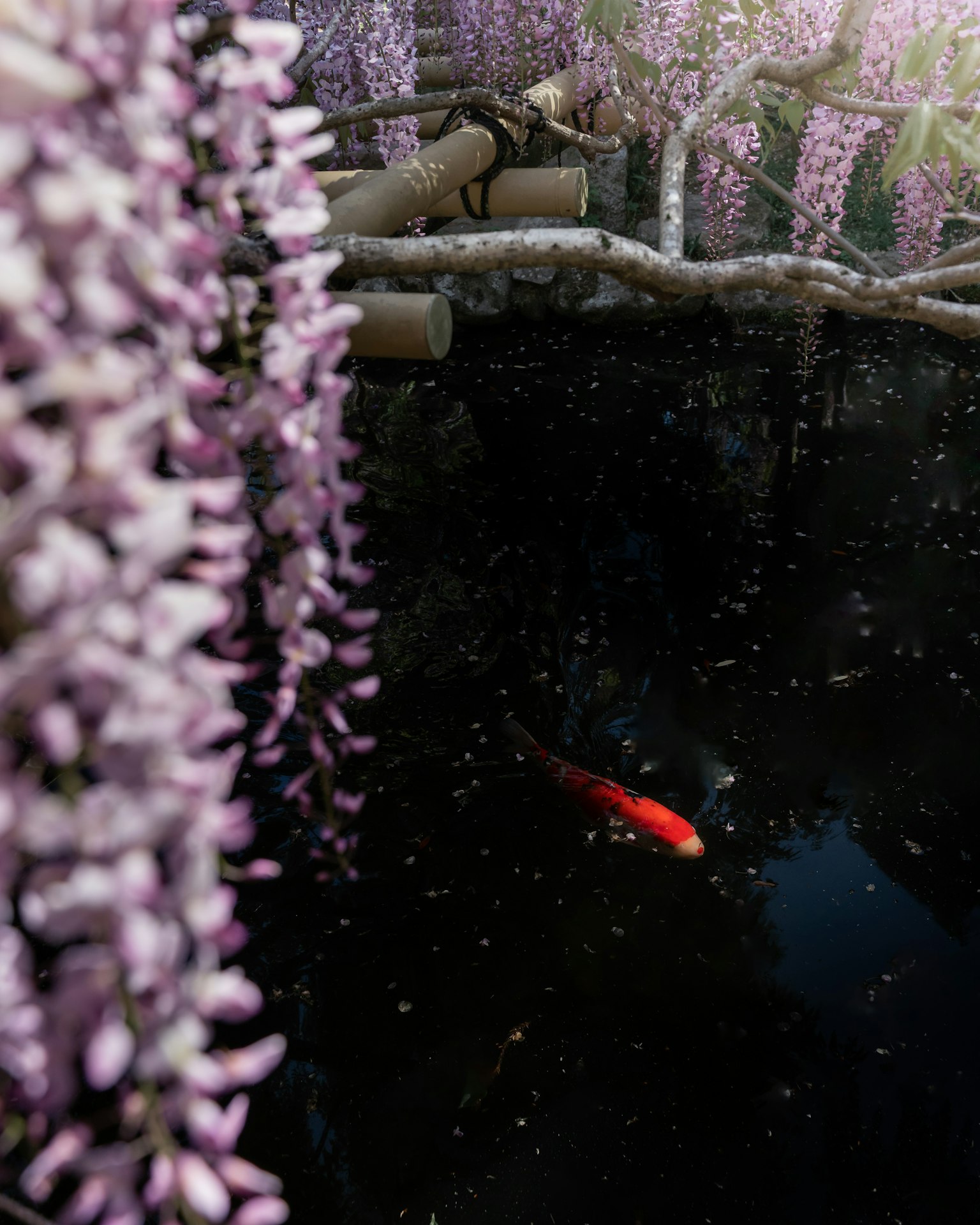 Ein Teich mit hängenden lila Glyzinienblüten und einem schwimmenden roten Koi