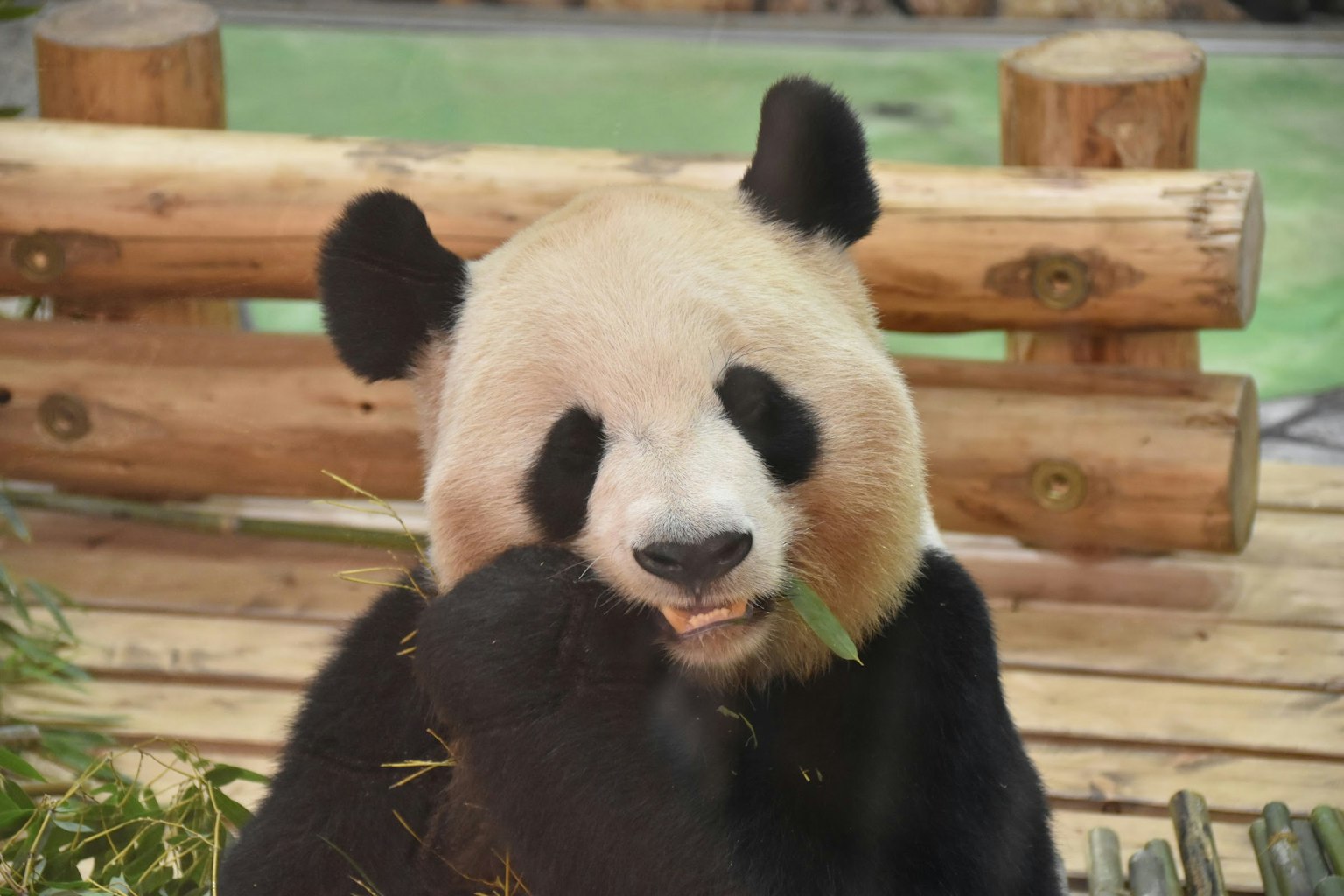 Seekor panda yang lucu sedang makan bambu