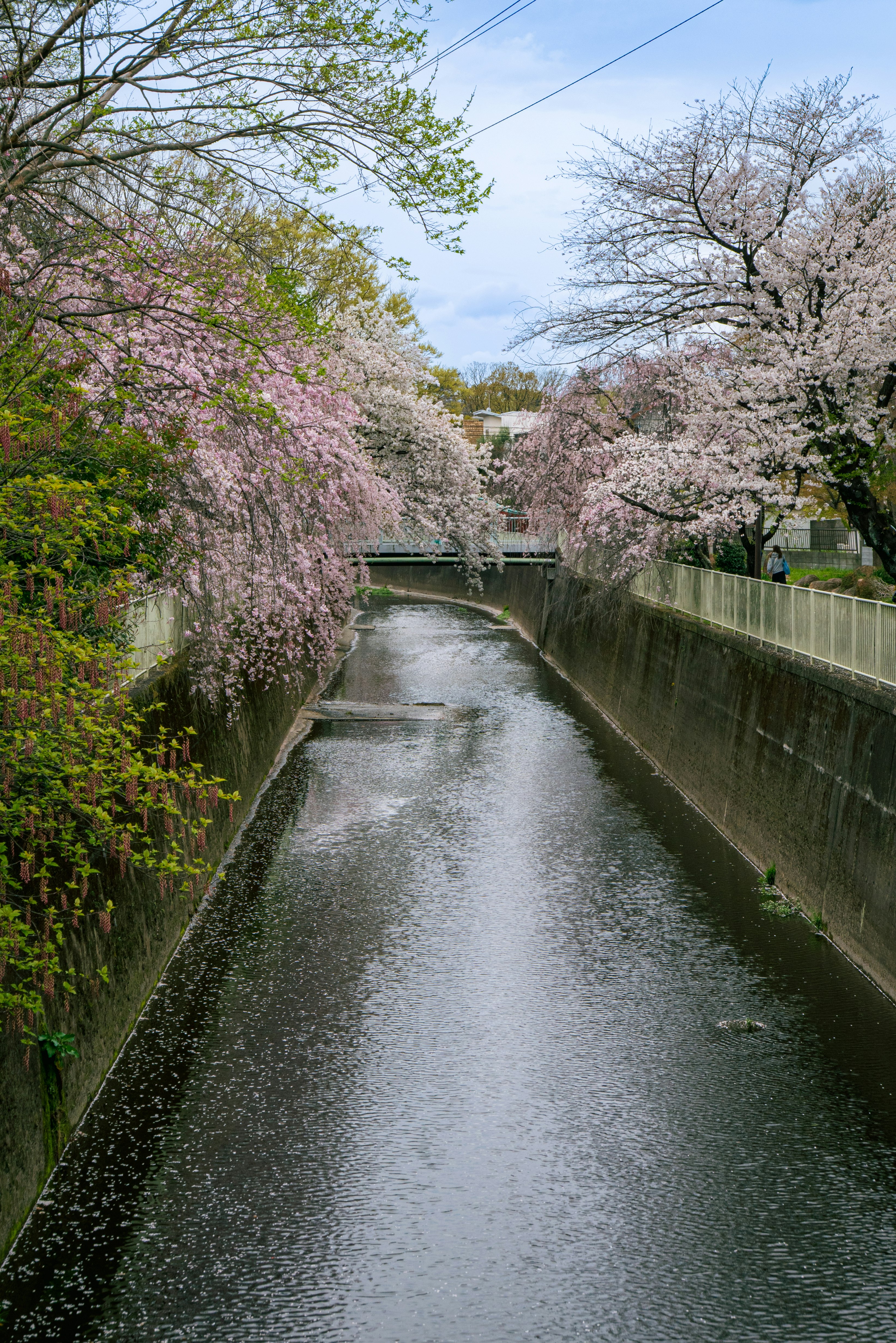 alley beside a cherry blossom-lined stream
