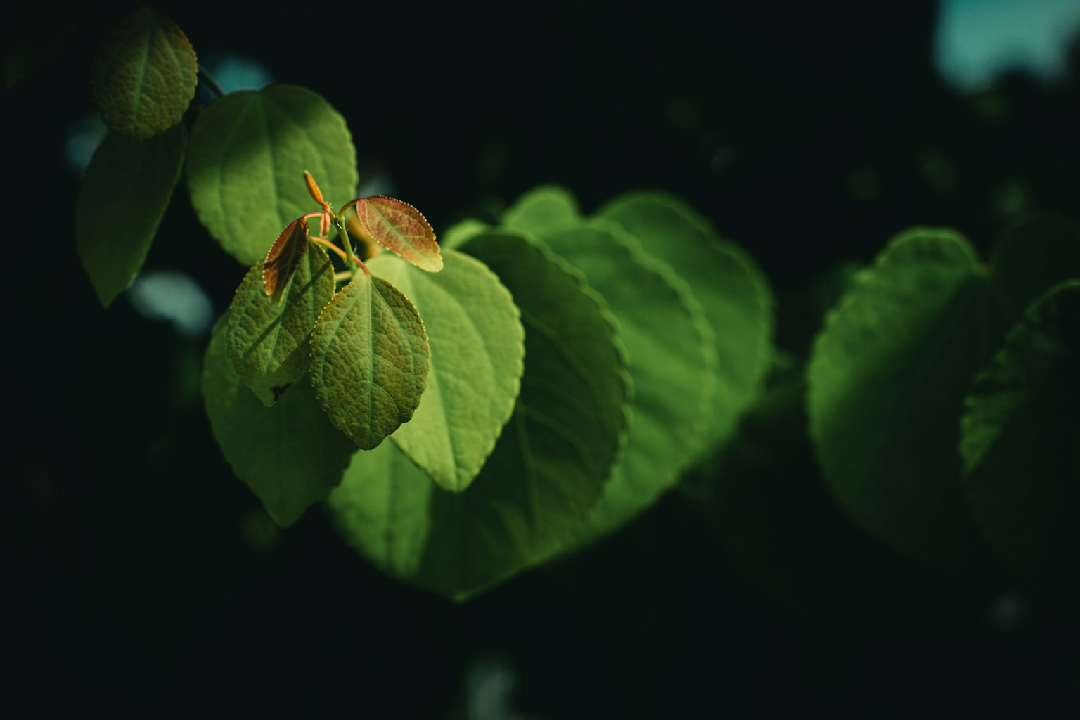 Close-up daun hijau di latar belakang gelap