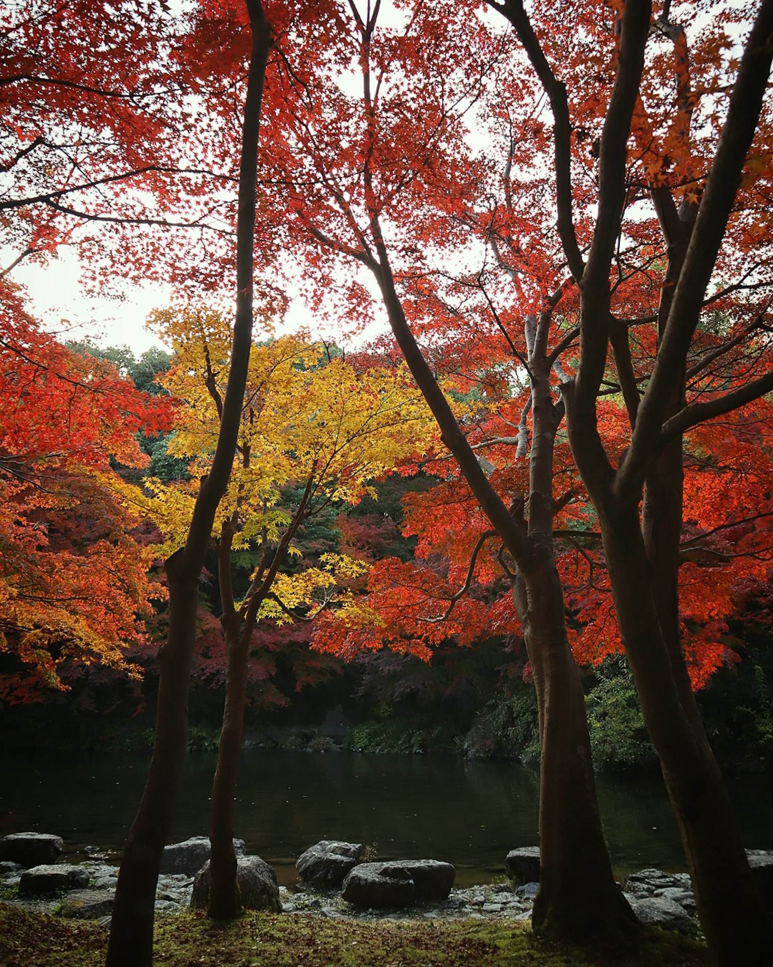 Follaje de otoño con árboles rojos y amarillos junto a un estanque sereno