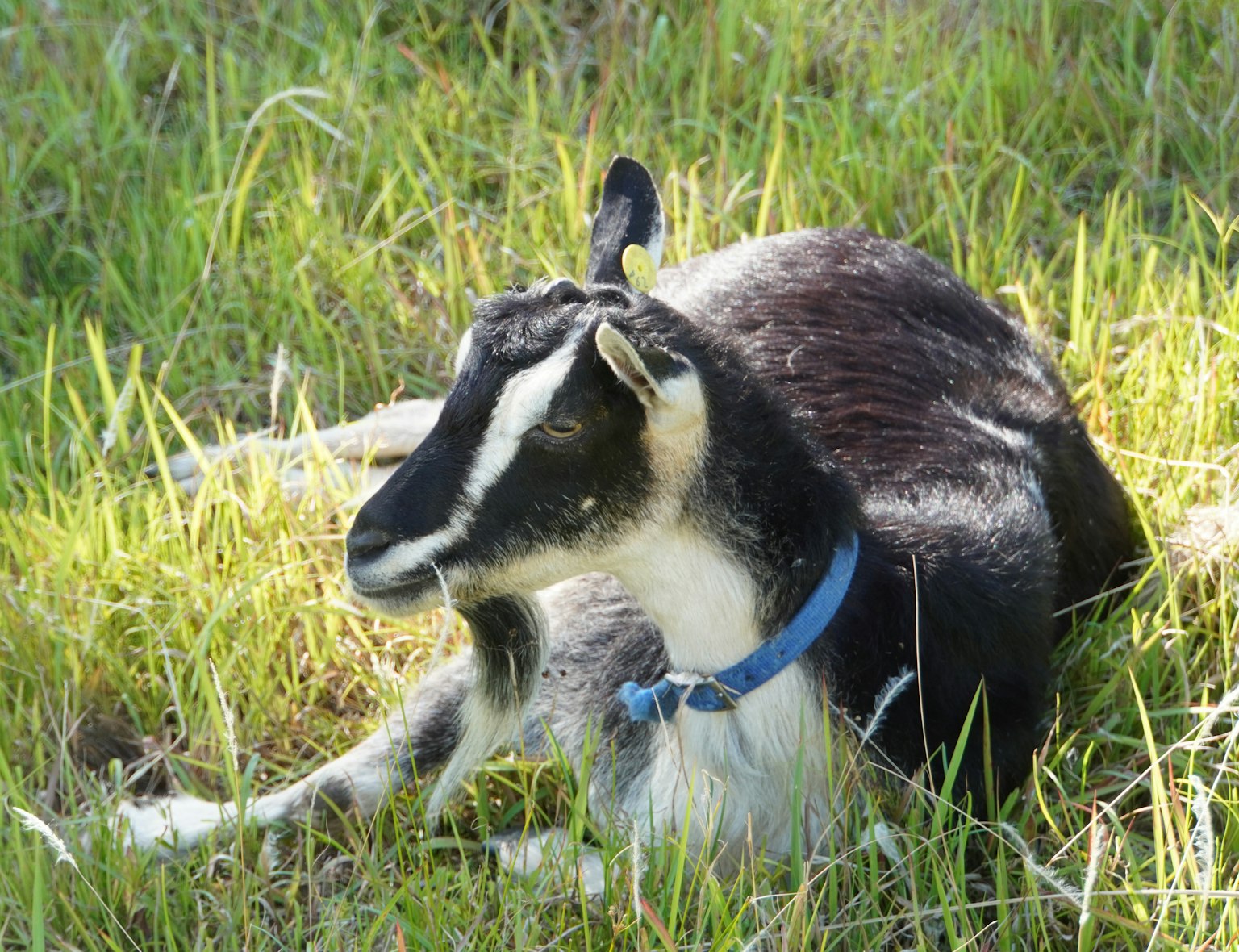 A small black and white goat lying in the grass