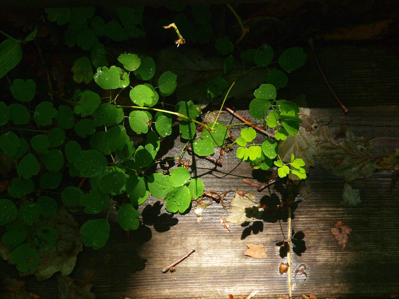 Green leaves growing on wooden planks with shadows