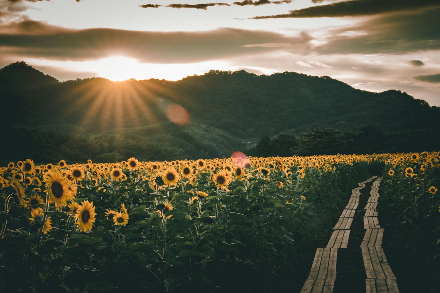 Campo di girasoli con montagne all'alba