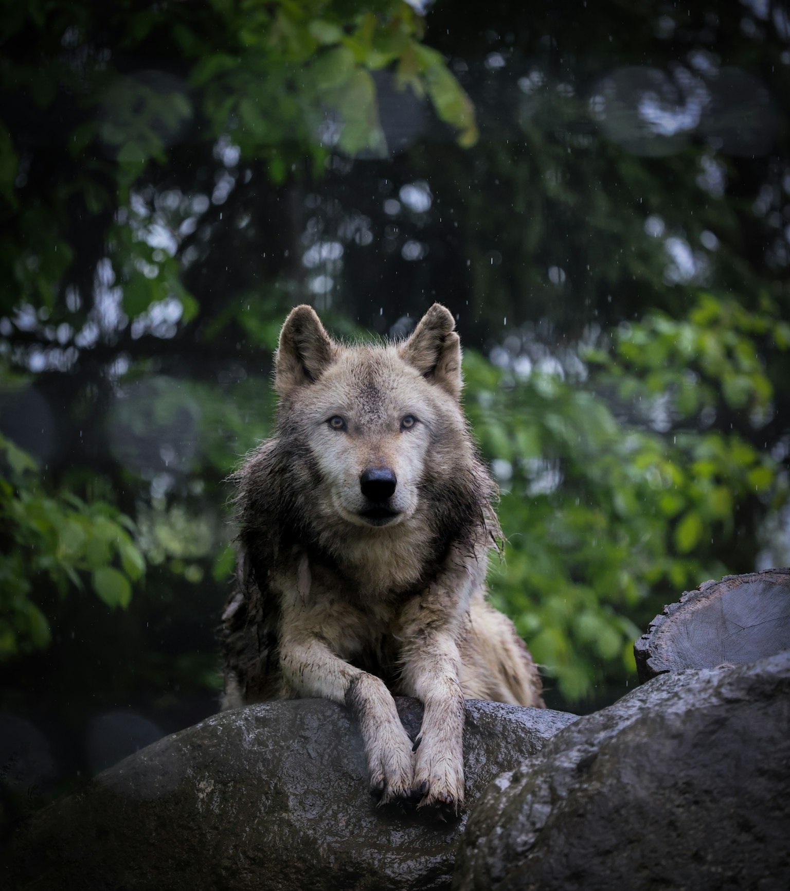 Lobo gris acostado sobre una roca con follaje verde al fondo