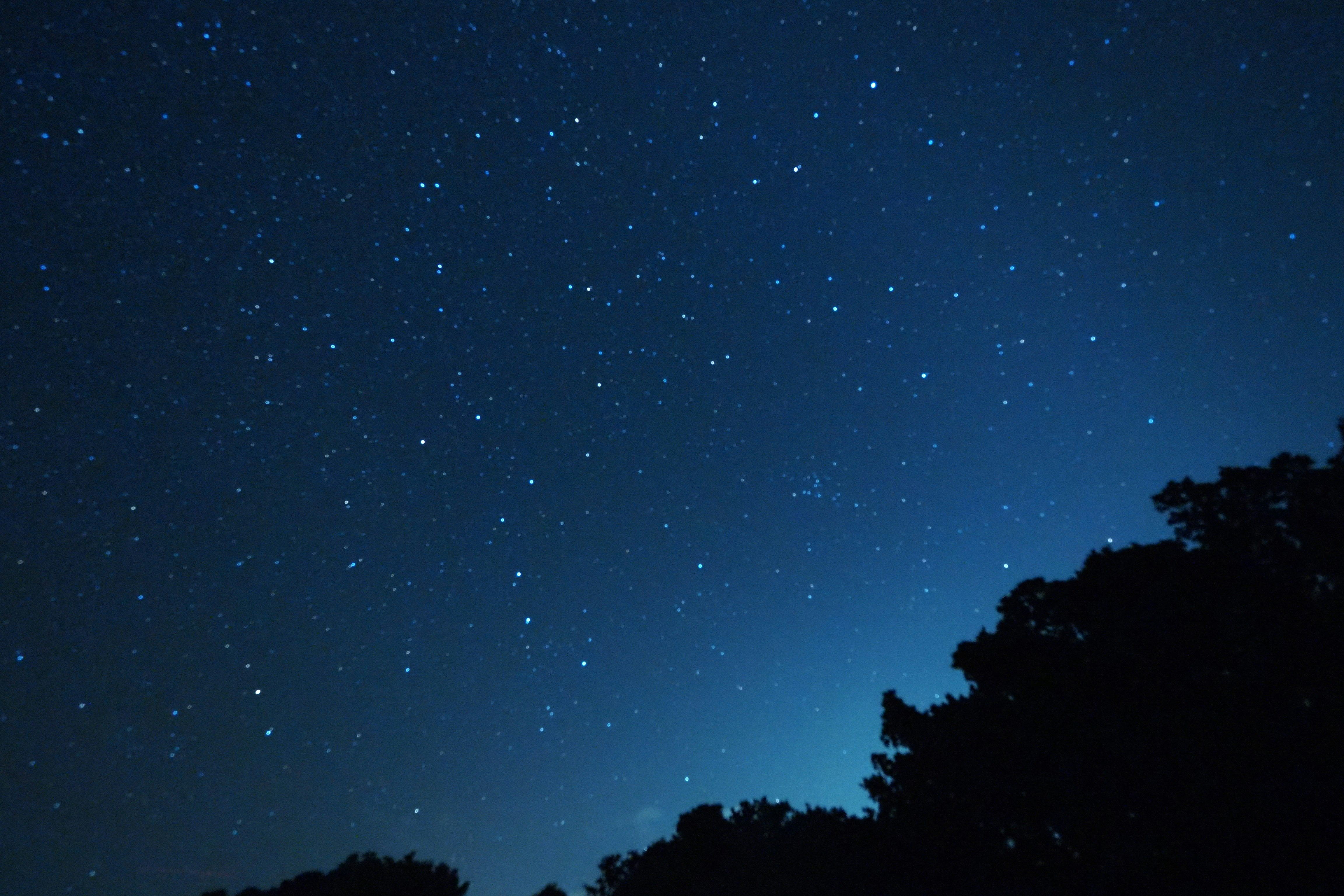 夜空に瞬く星と木々のシルエット
