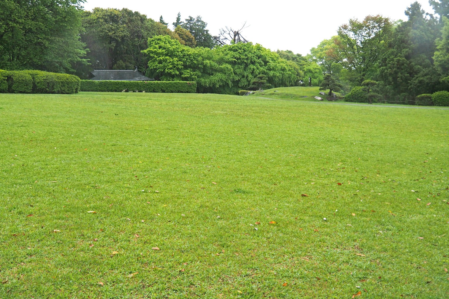 Ampio paesaggio di parco verde con alberi sullo sfondo